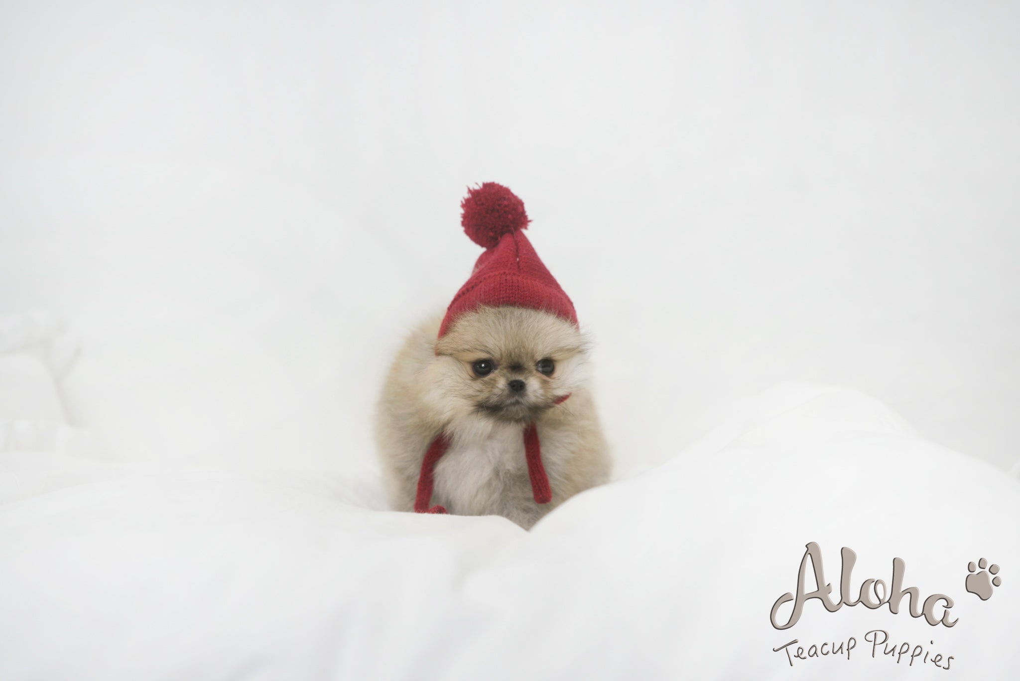 Sally [TEACUP POMERANIAN]