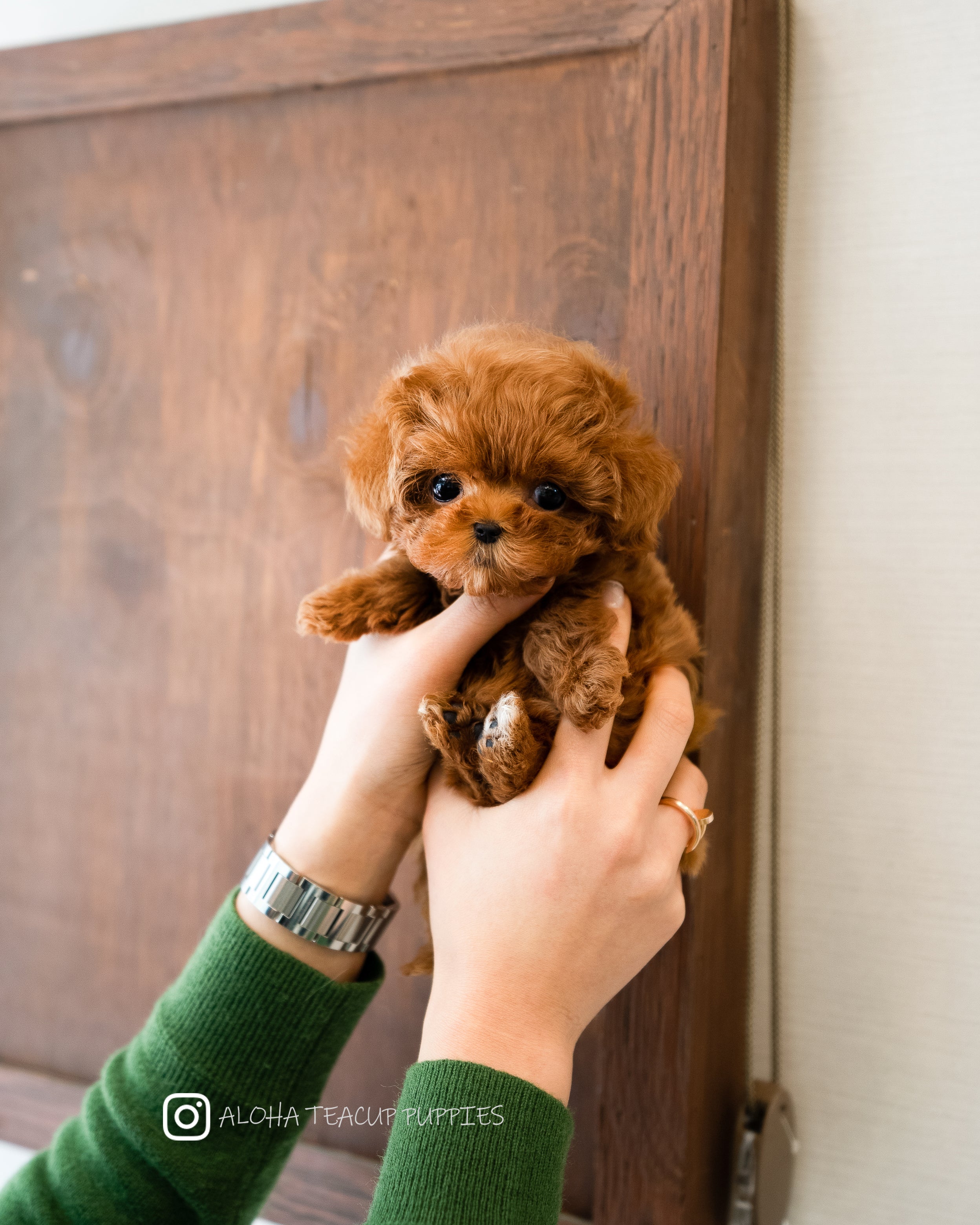 Finn [TEACUP MALTIPOO]