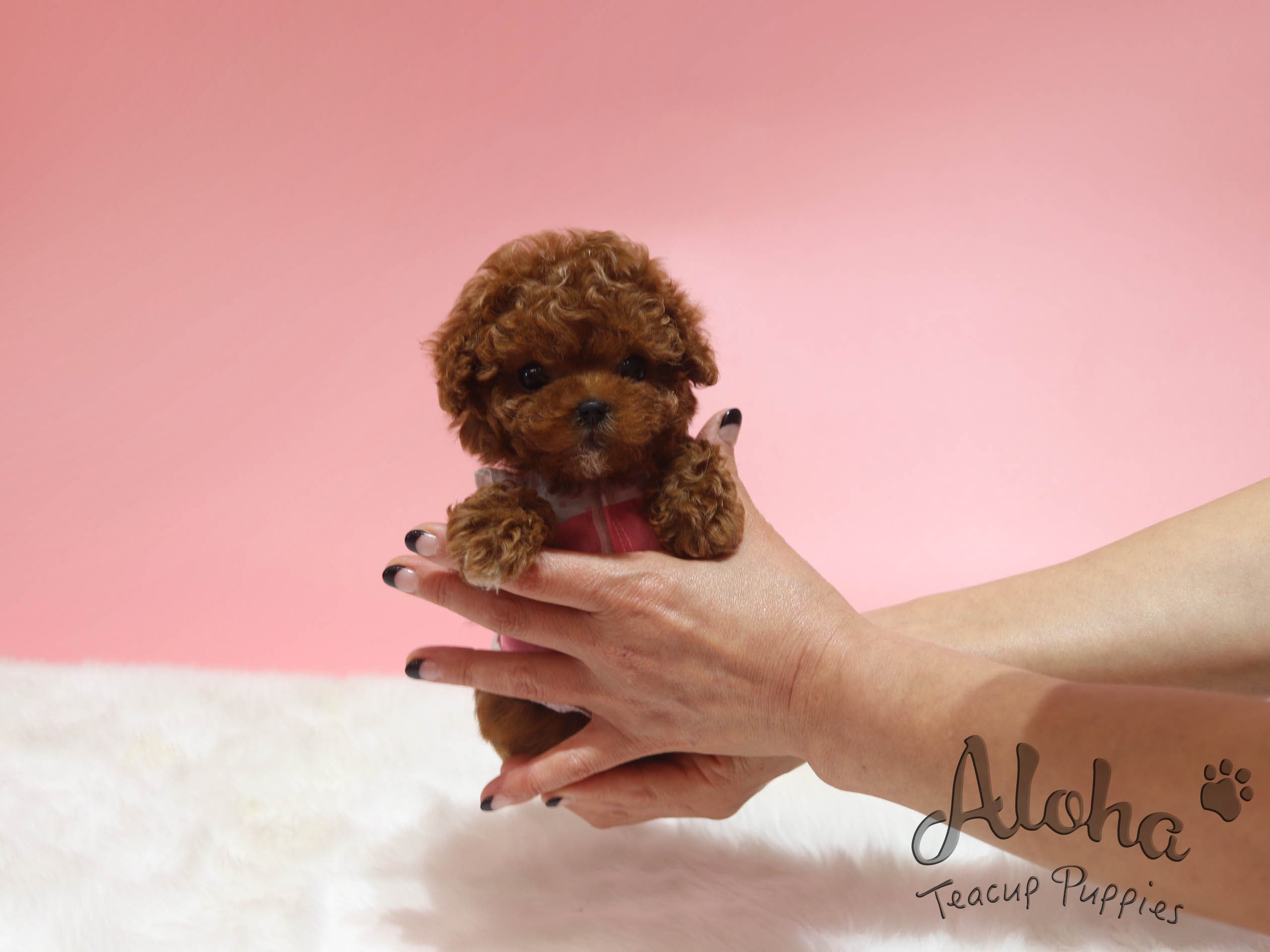 APPLE [TEACUP POODLE]