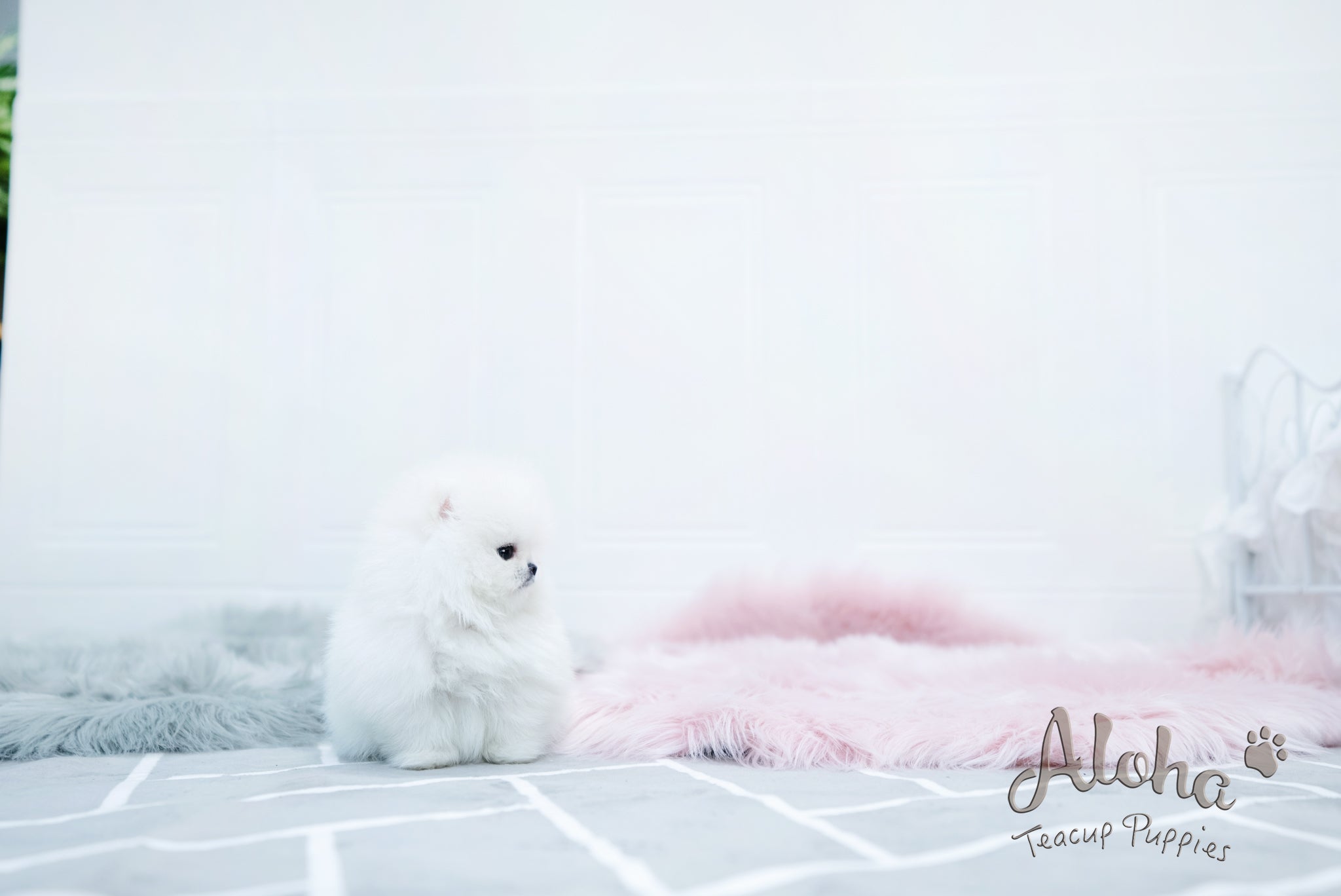 Aurora [TEACUP POMERANIAN]