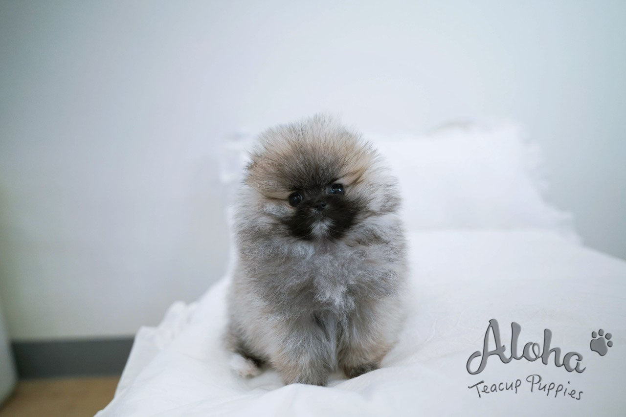 Foufou [TEACUP POMERANIAN]