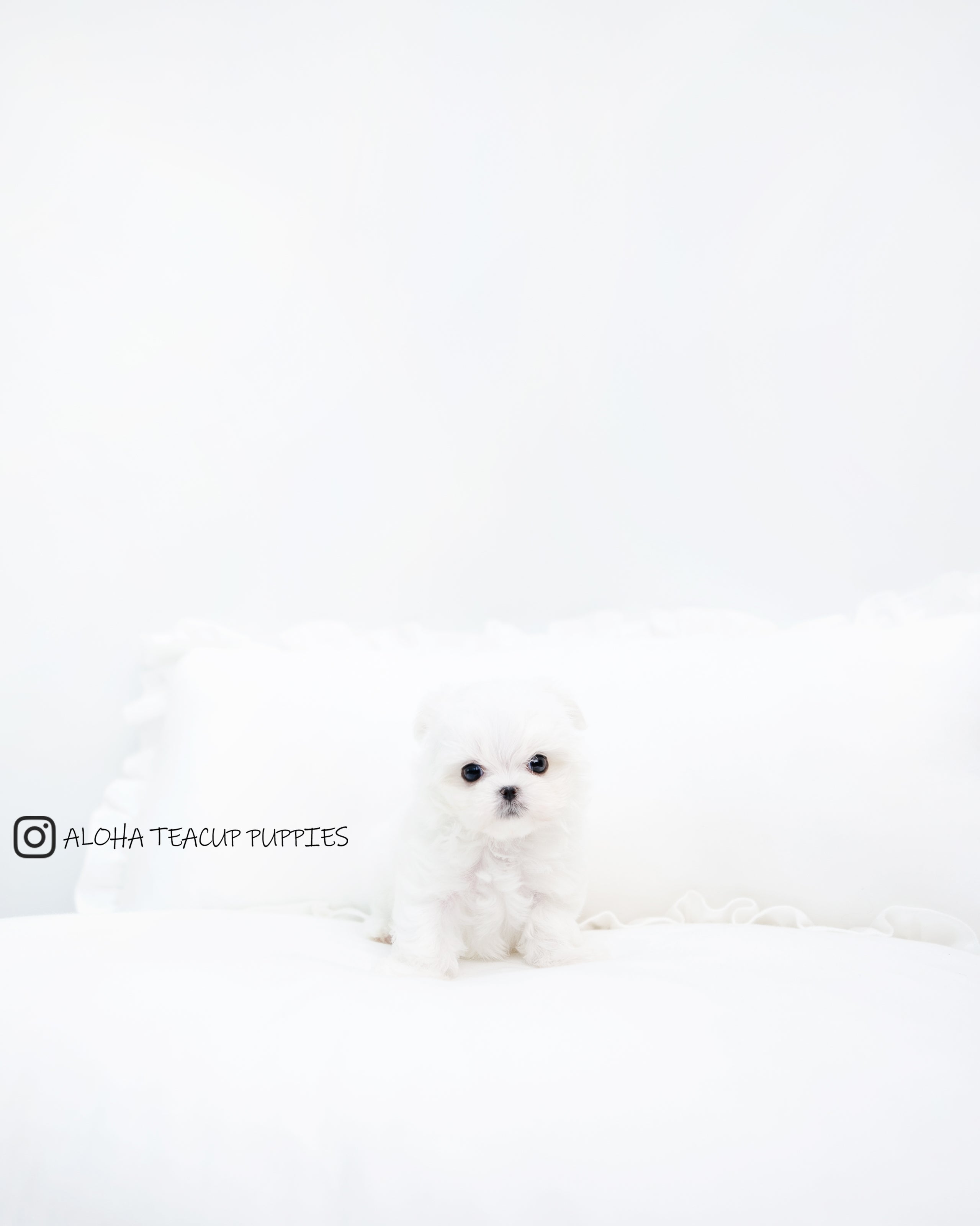 Chico [TEACUP MALTESE]