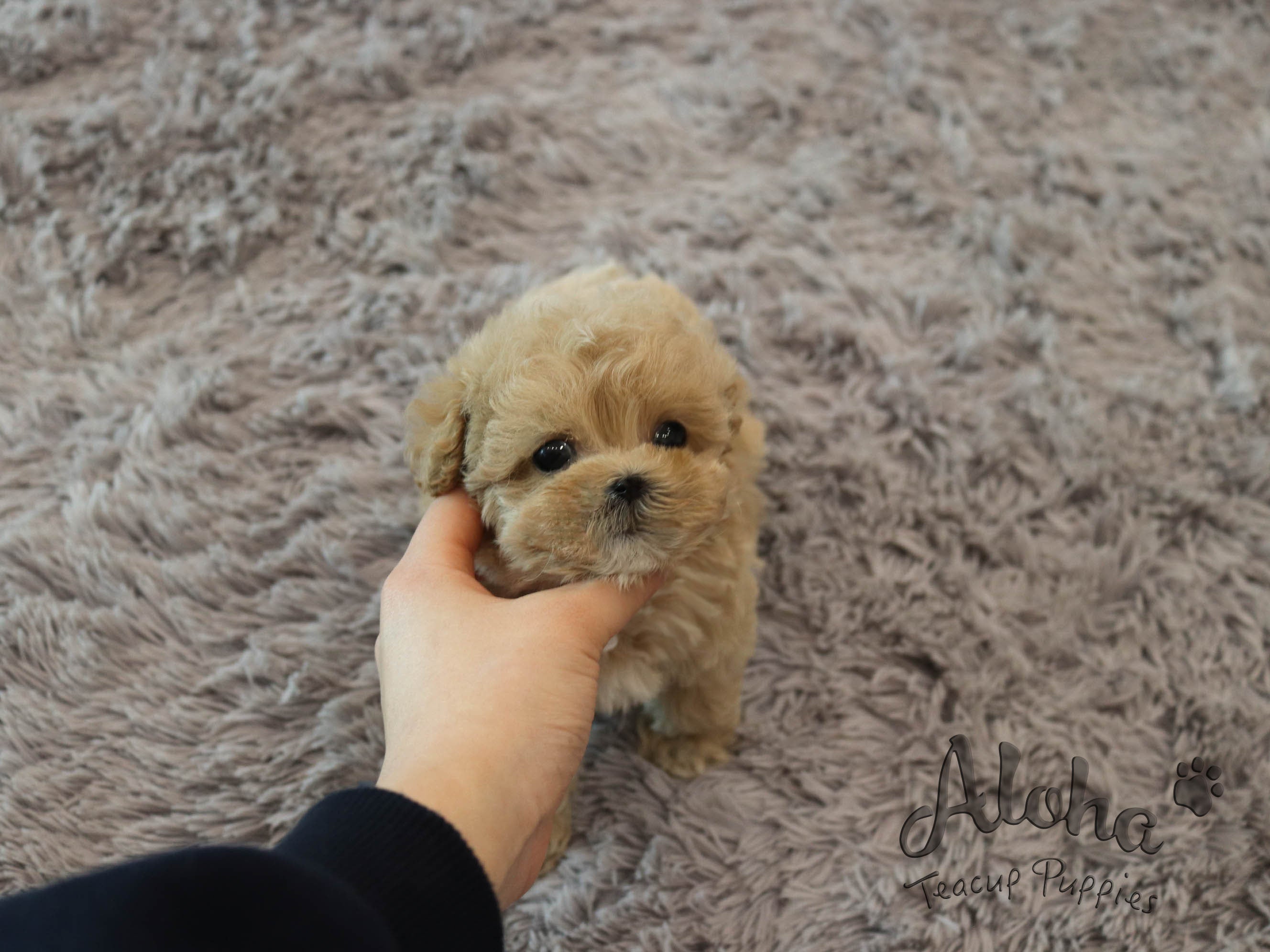 Bobby [TEACUP MALTIPOO]
