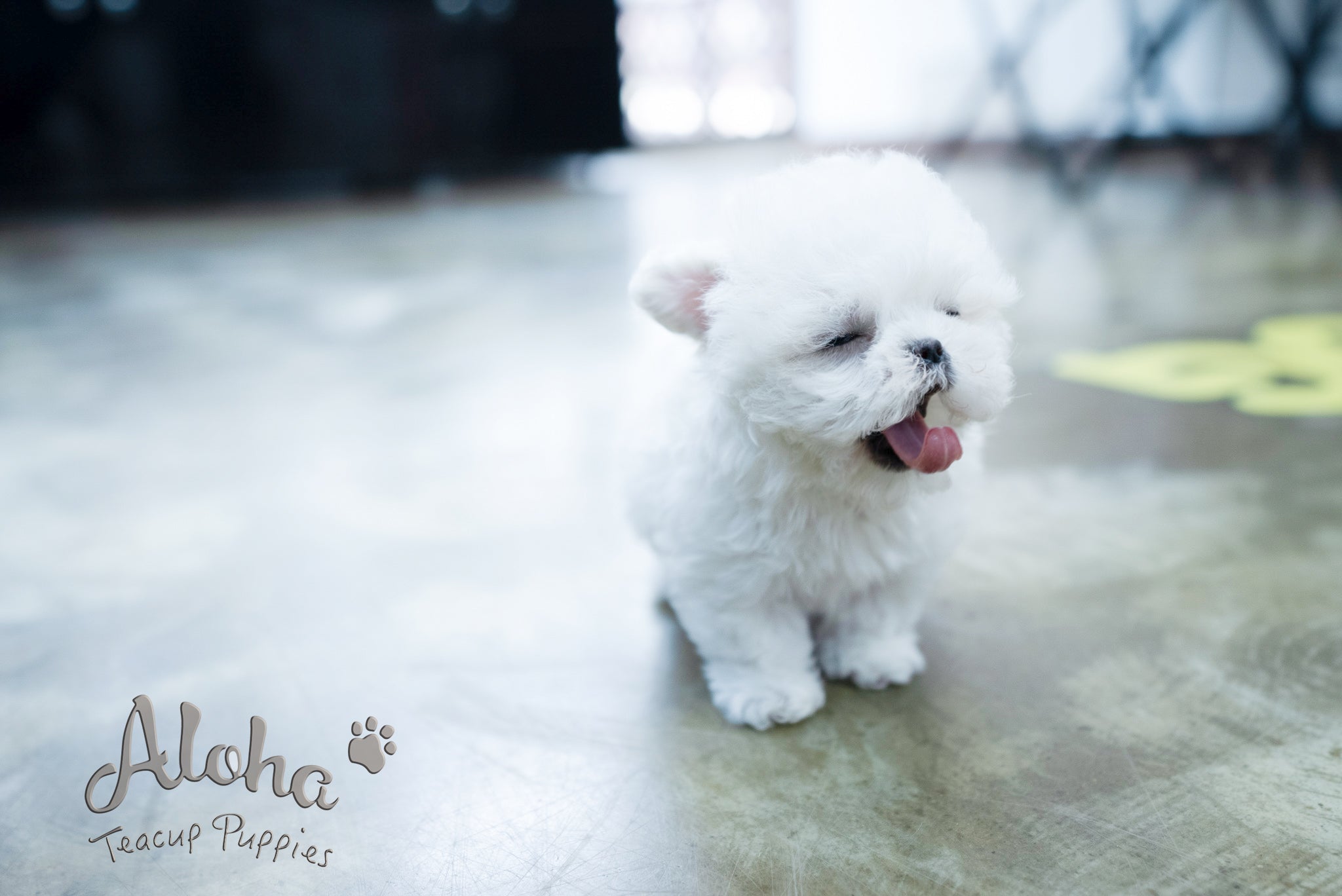 Angela [TEACUP BICHON]