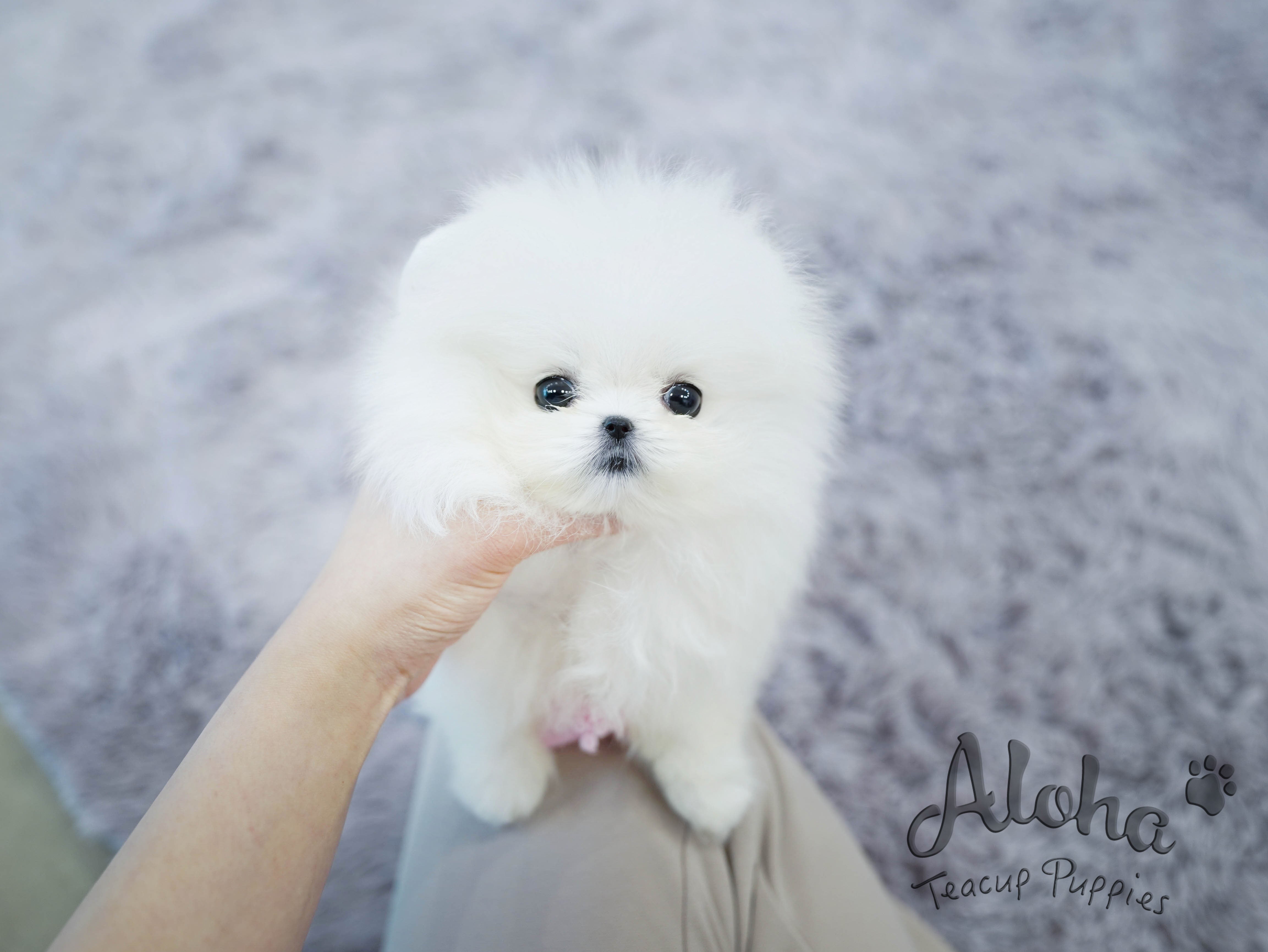Gelato [TEACUP POMERANIAN]