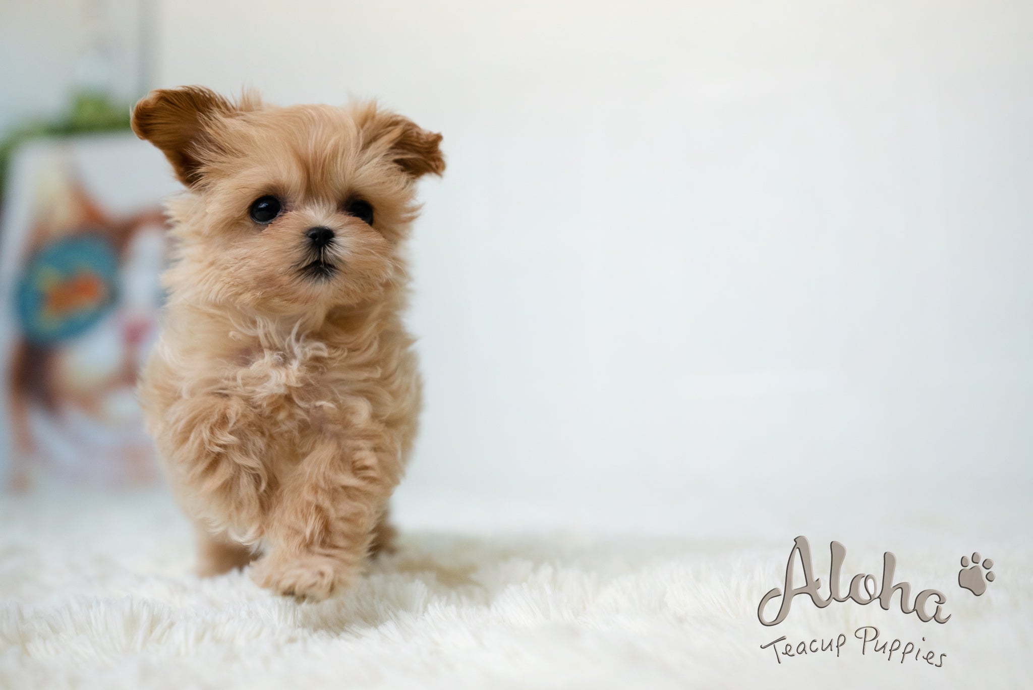 Dorothy [TEACUP MALTIPOO]