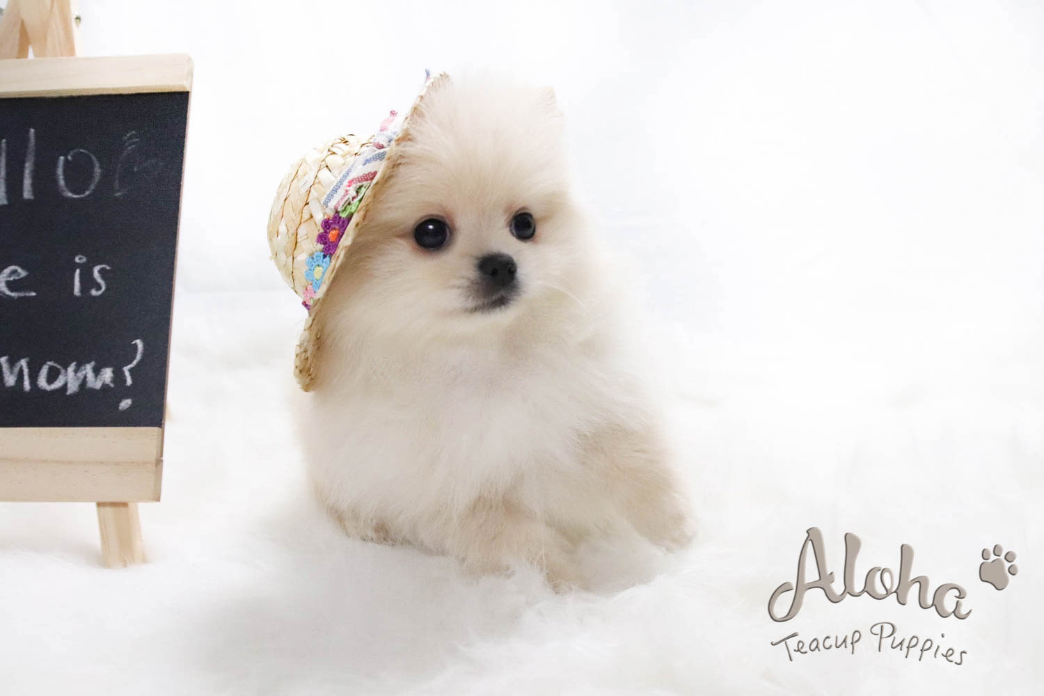 Vendido a Jocelyn, ELLA - [Pomerania miniatura]