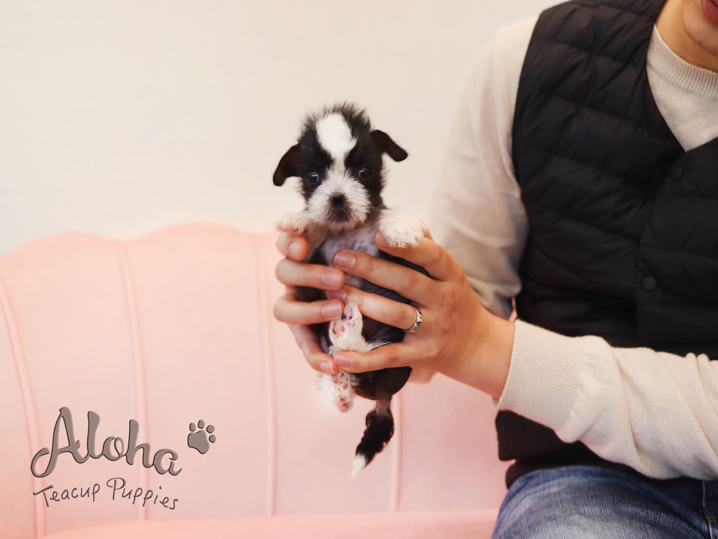 Verawang [TEACUP Chinese Crested]