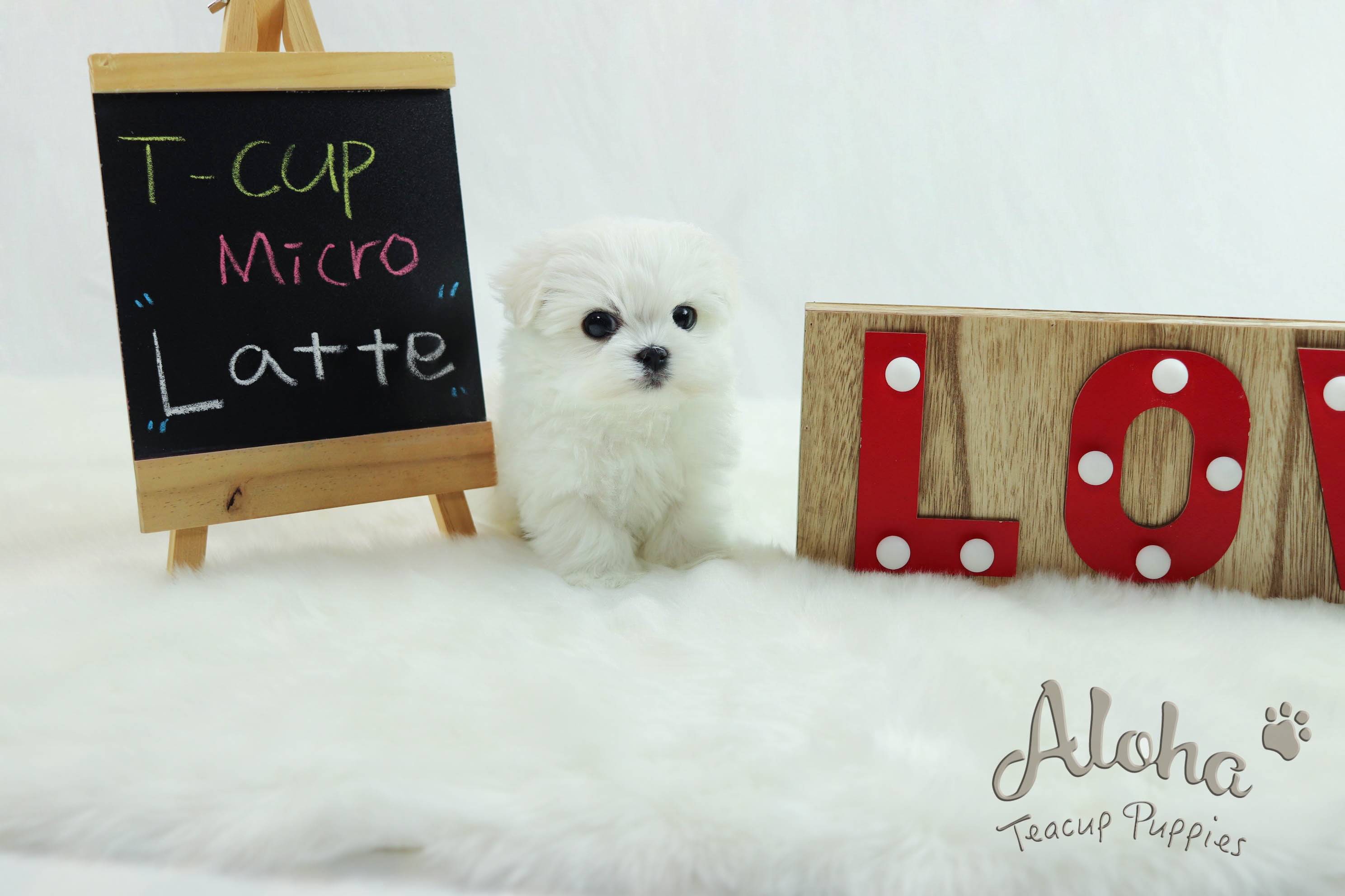 Vendido a Kaitlyn, Latte [Maltés Miniatura]