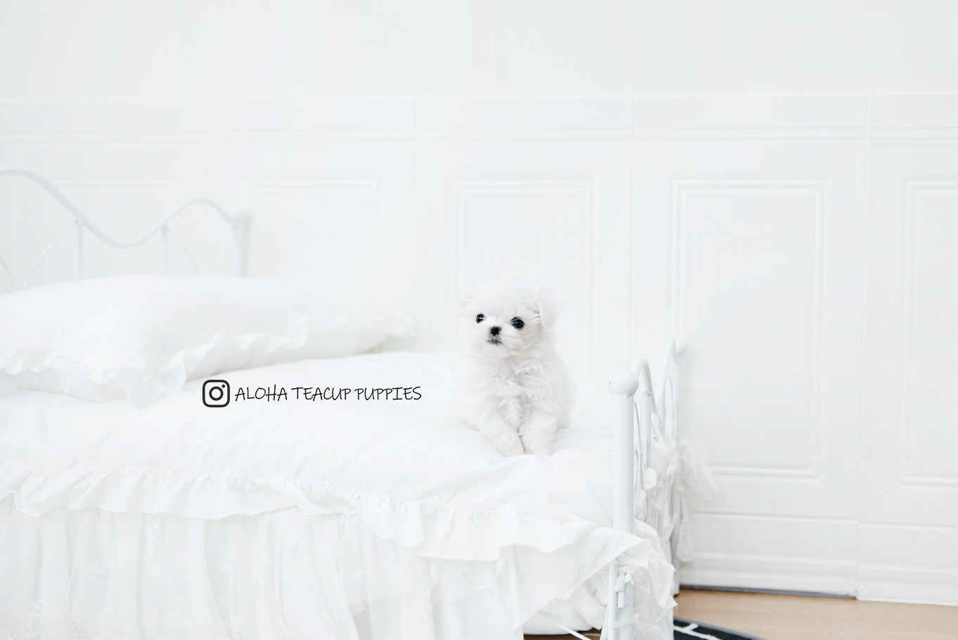 Asher [TEACUP MALTESE]