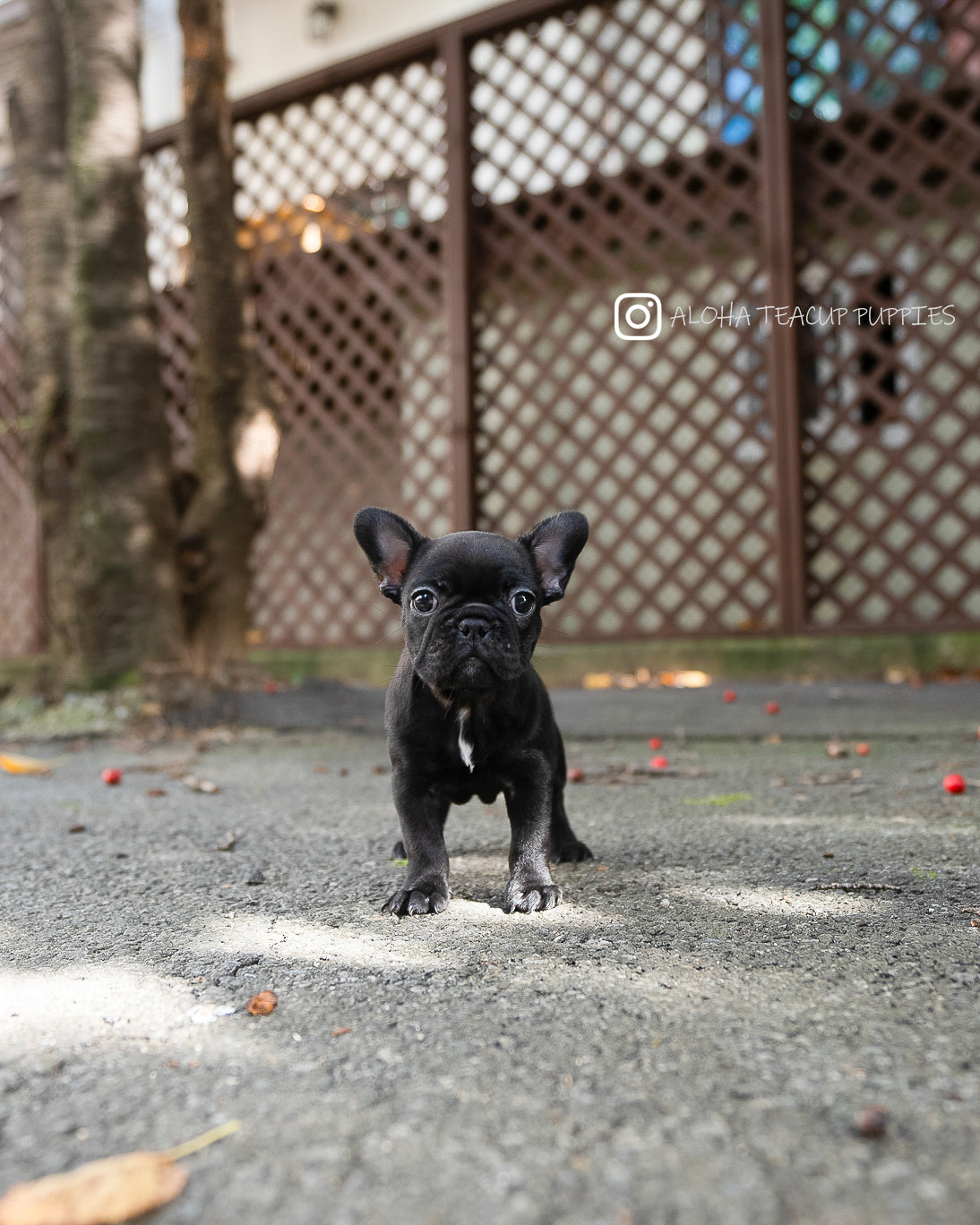 Poppy [FRENCH BULLDOG]