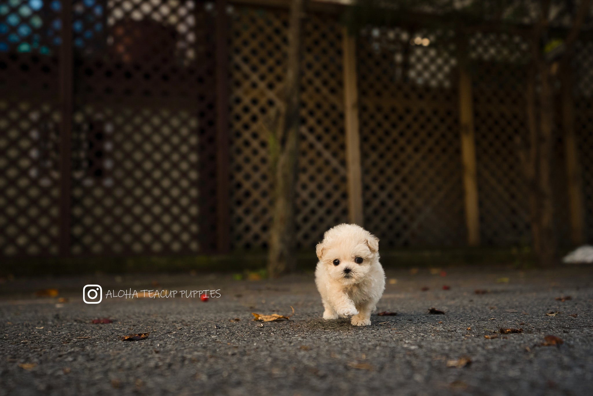 Mila [TEACUP Maltipoo]