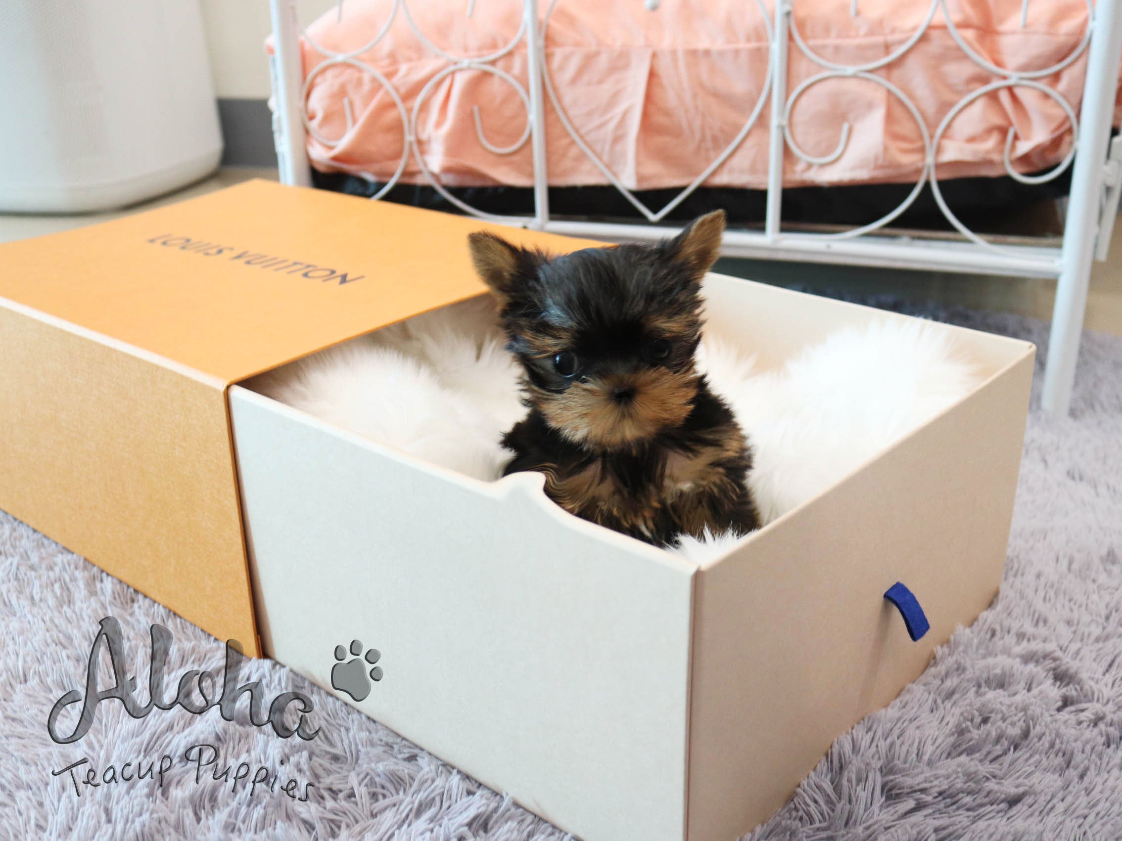 PEANUT [TEACUP YORKIE]