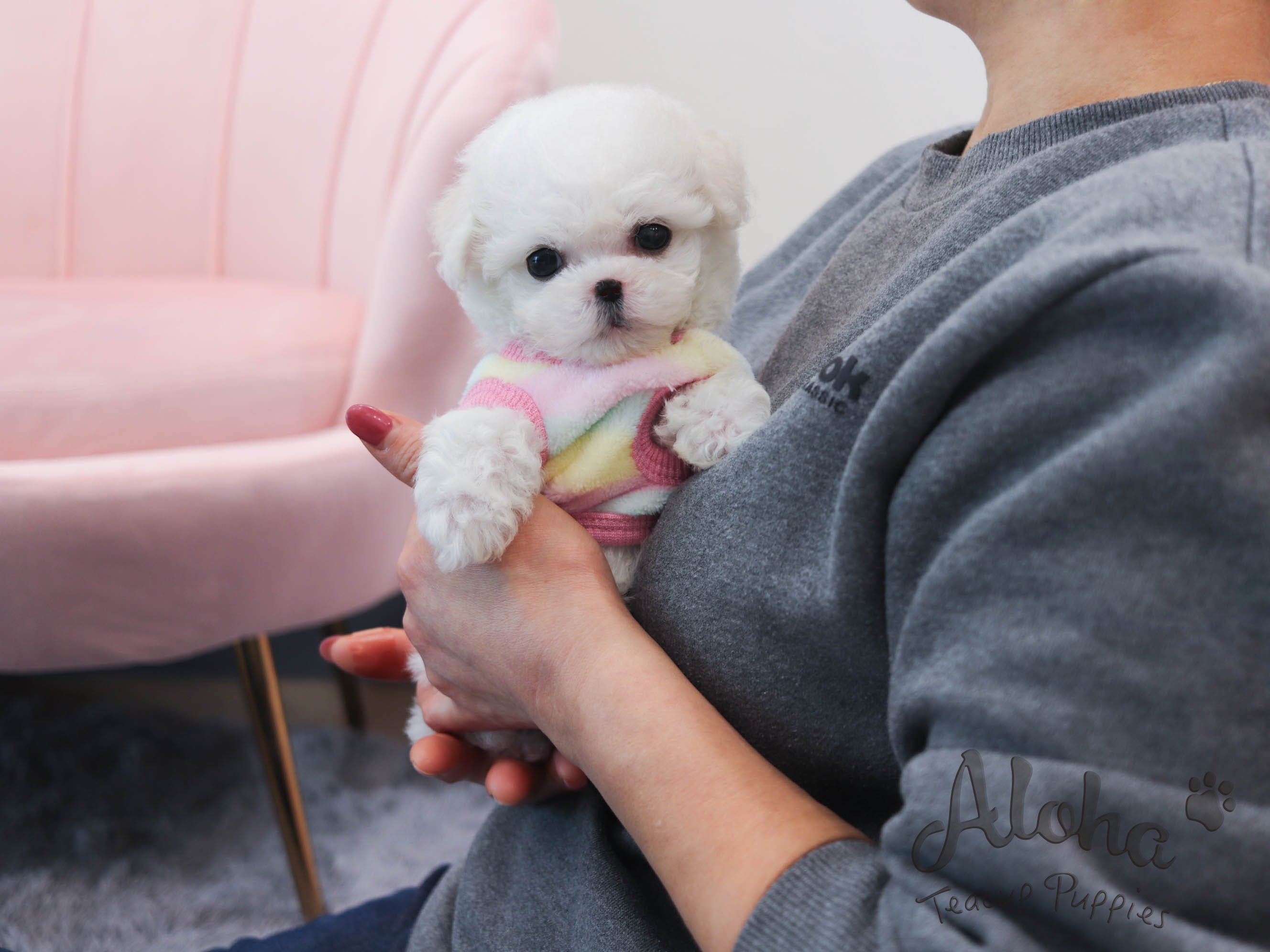 Grace [TEACUP Bichon]
