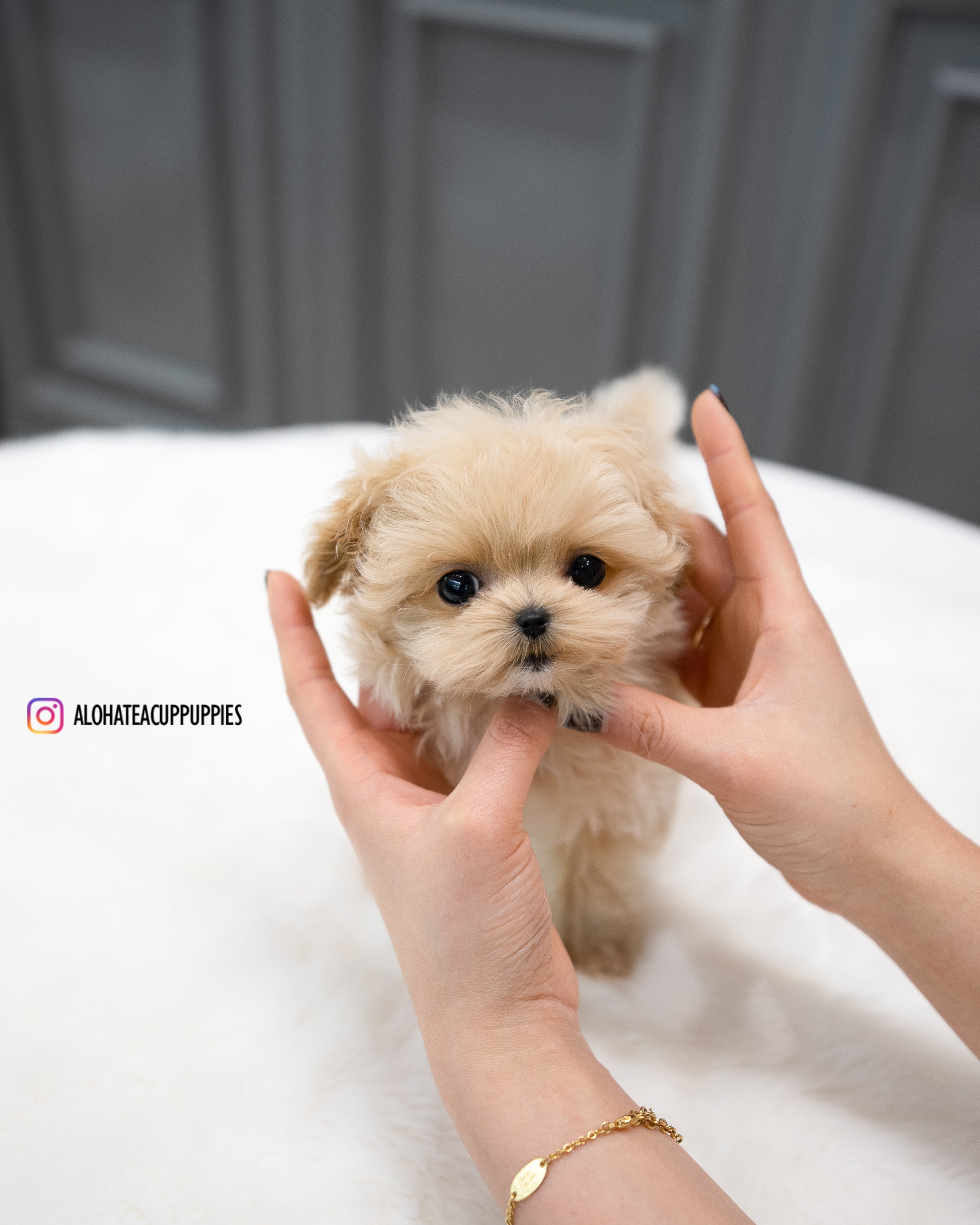 Sofia [TEACUP MALTIPOO]