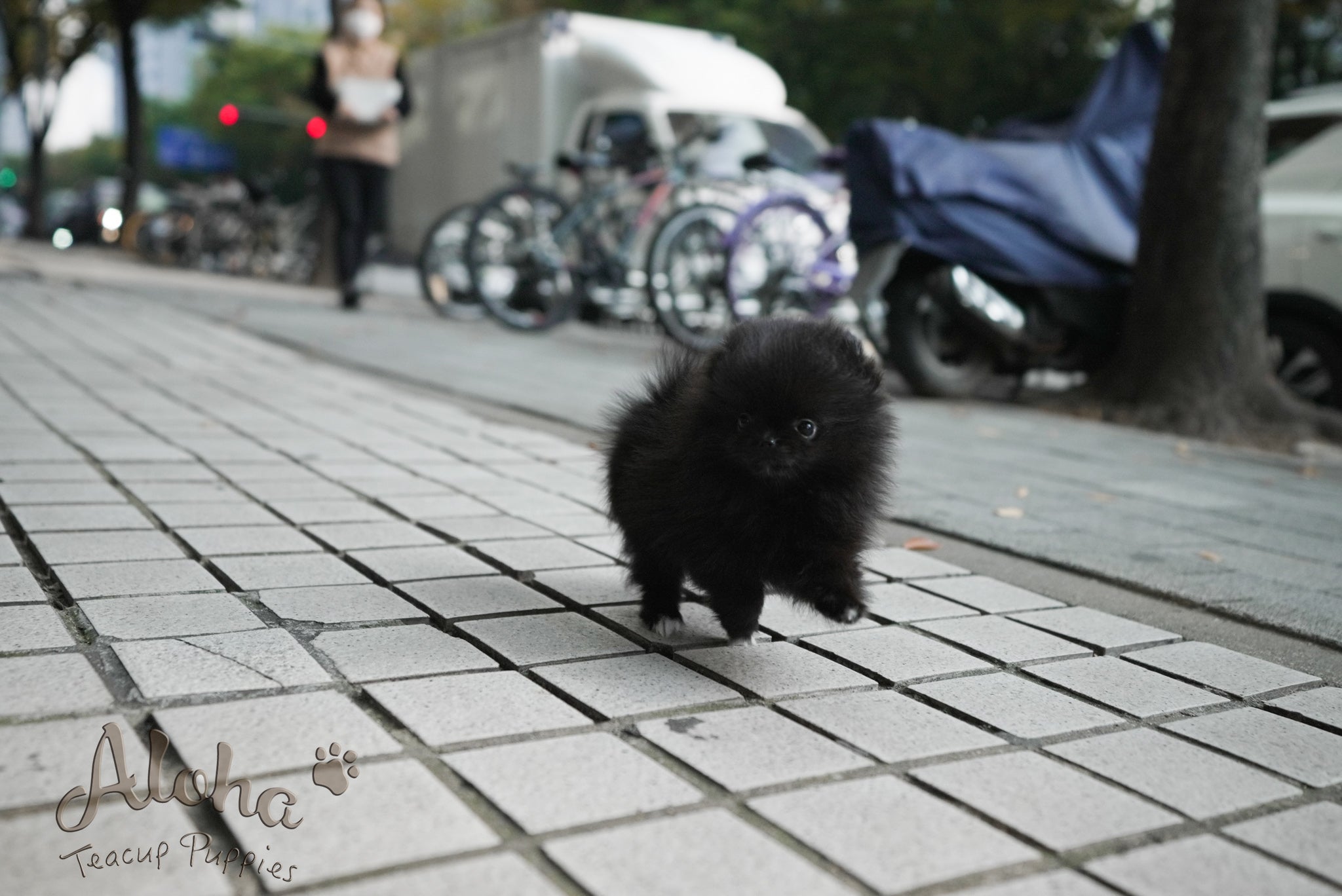 Bella [TEACUP POMERANIAN]