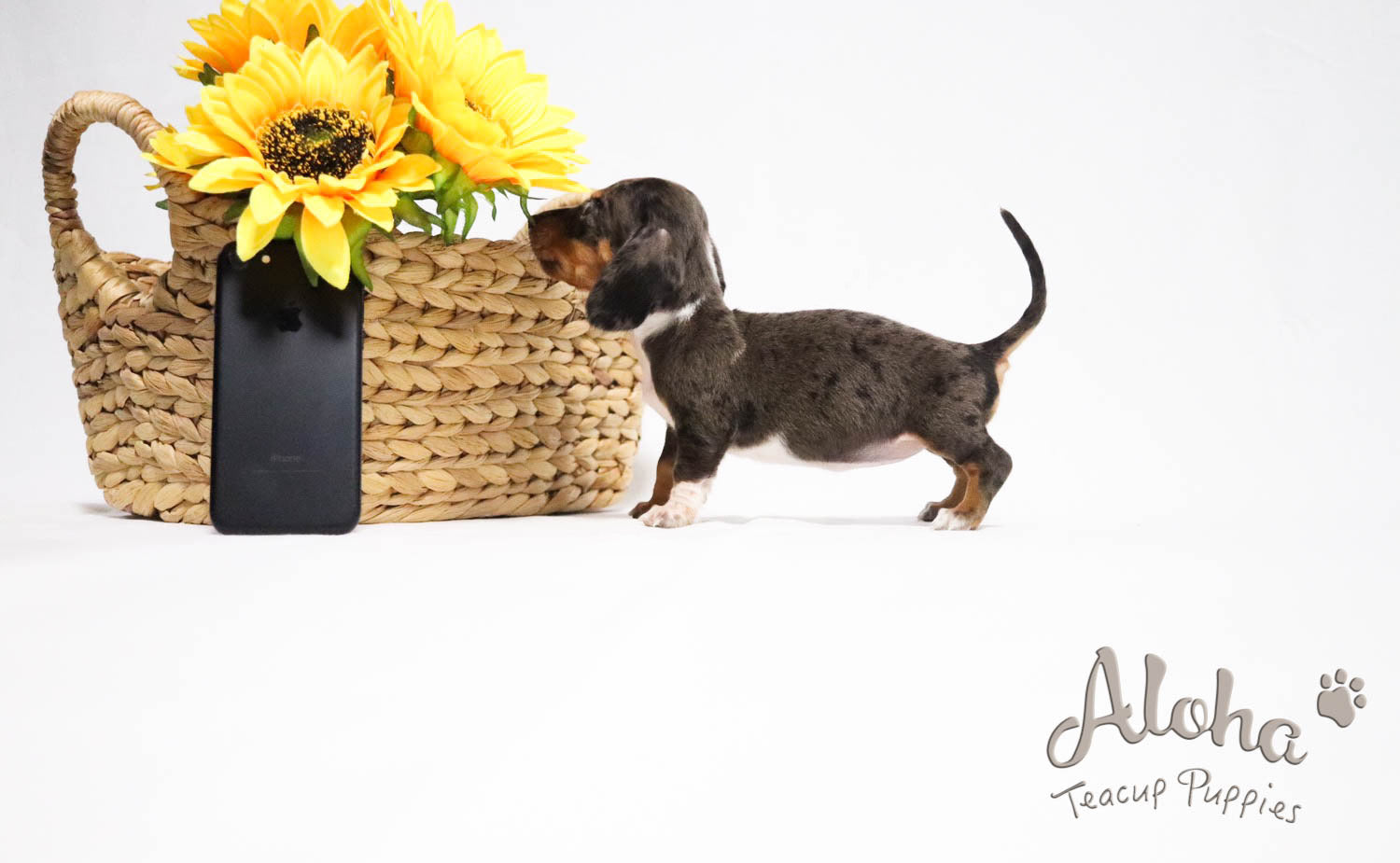 Sold to Eva, BELLA - [Teacup Dachshund]