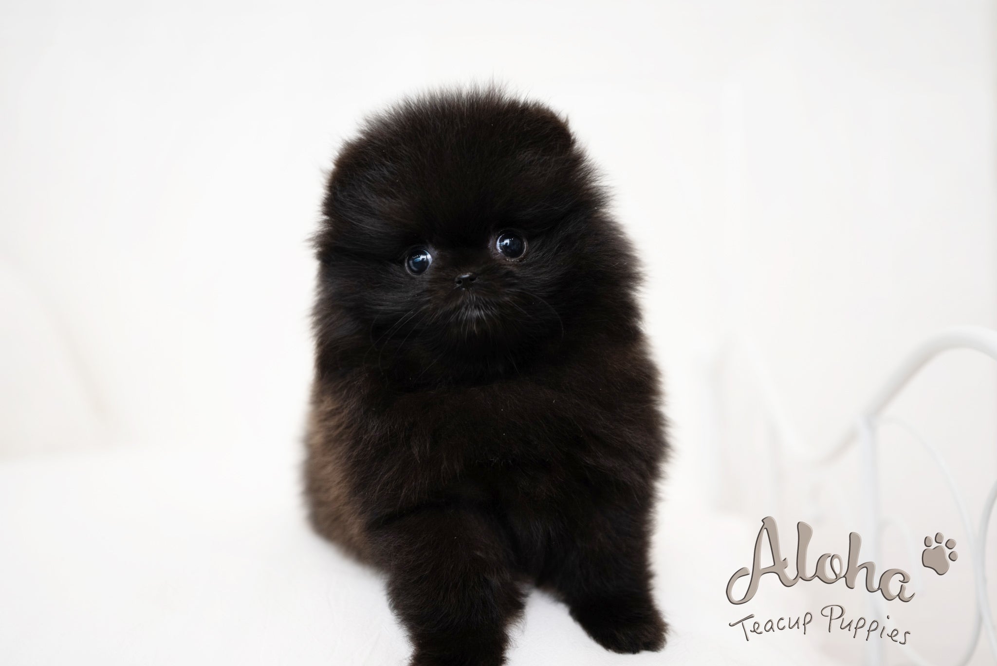 zoe [TEACUP POMERANIAN]