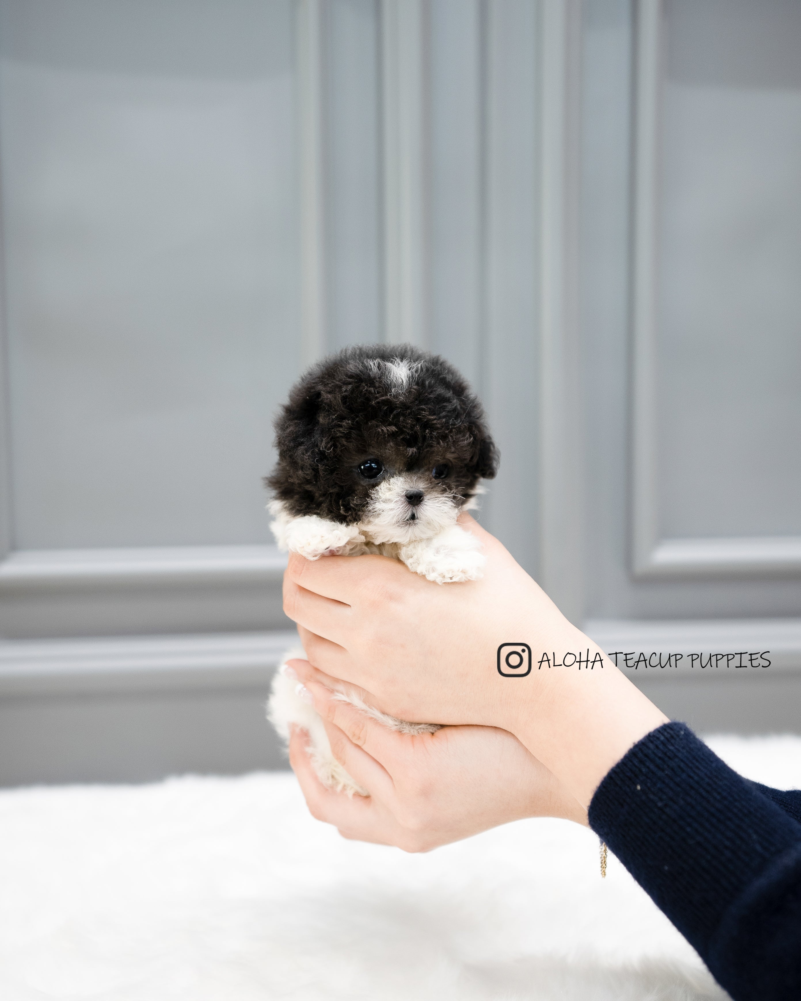Lulu [TEACUP POODLE]