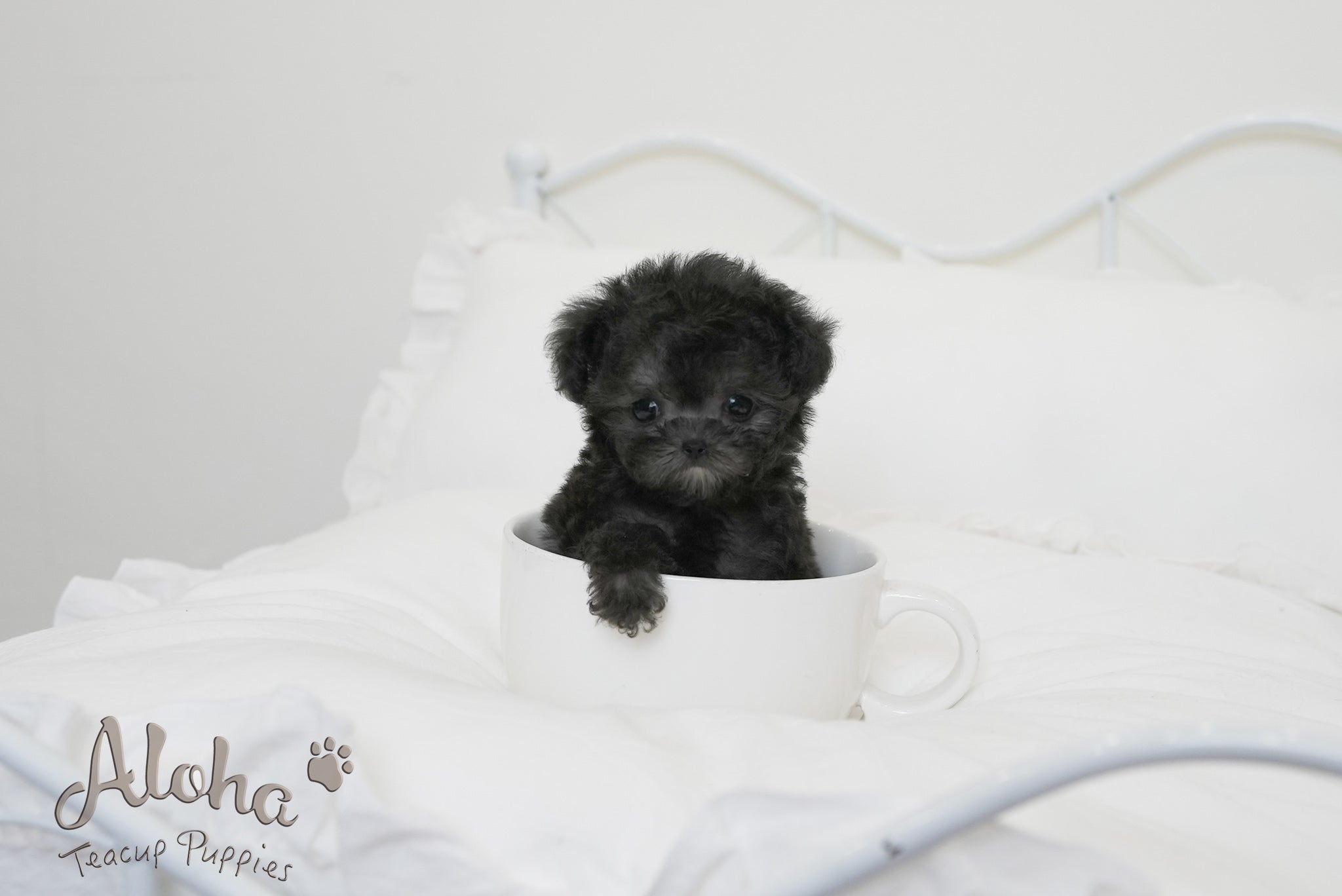 Odin [TEACUP POODLE]