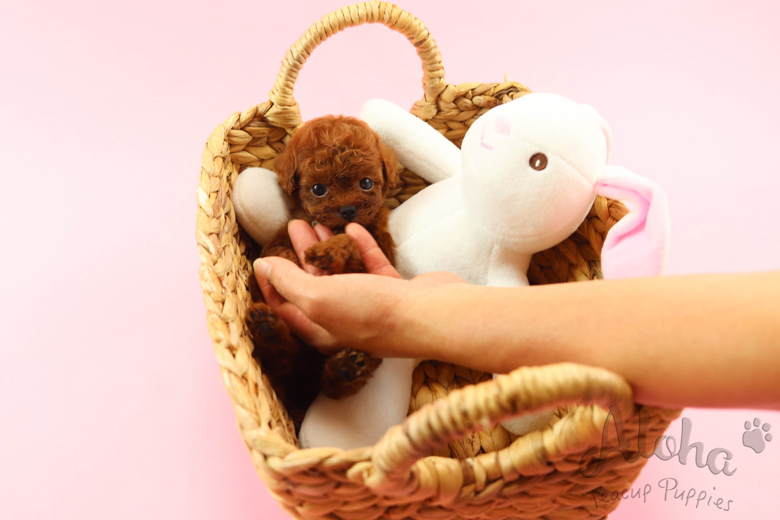 BUSTER [TEACUP POODLE]