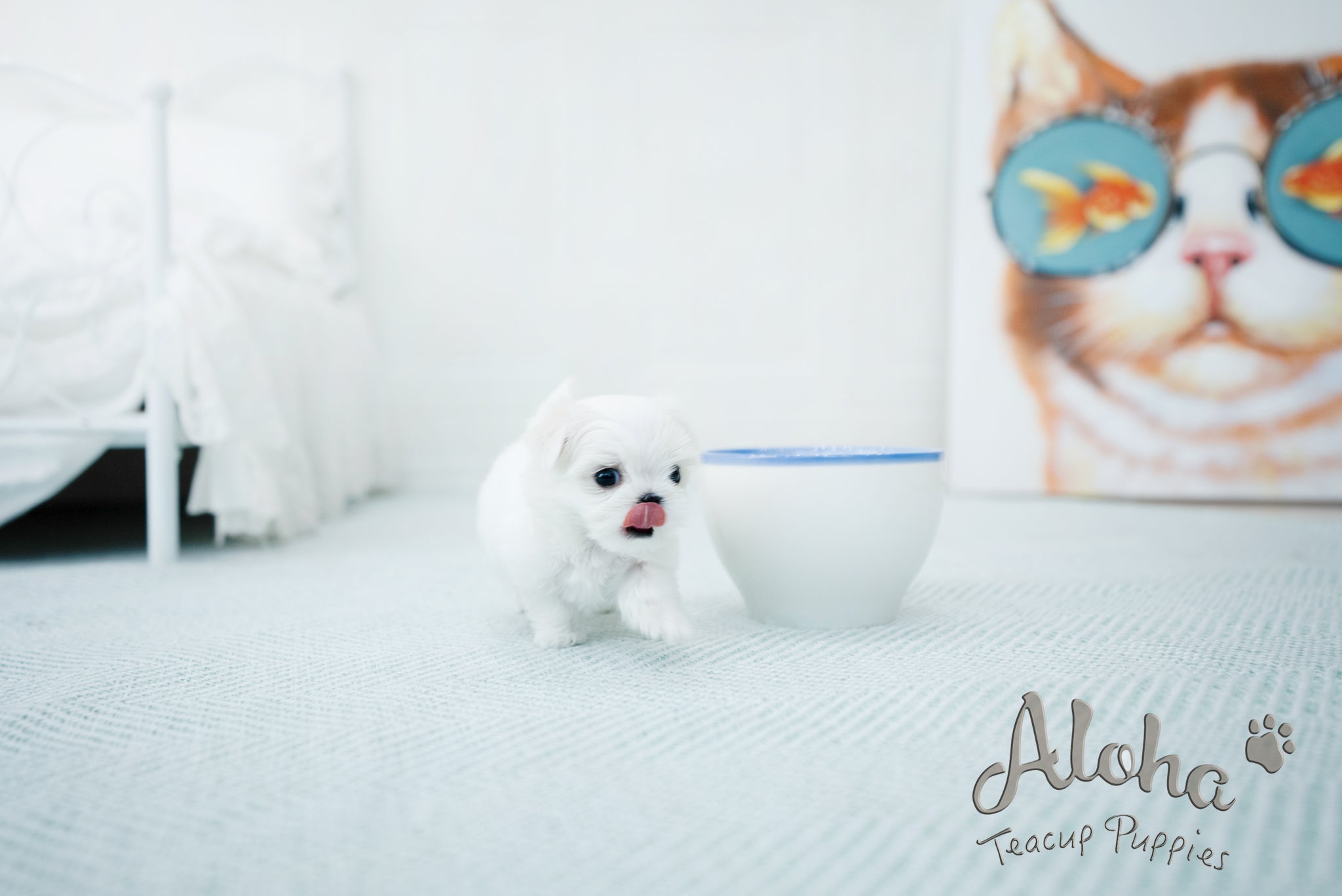 Peach [TEACUP MALTESE]