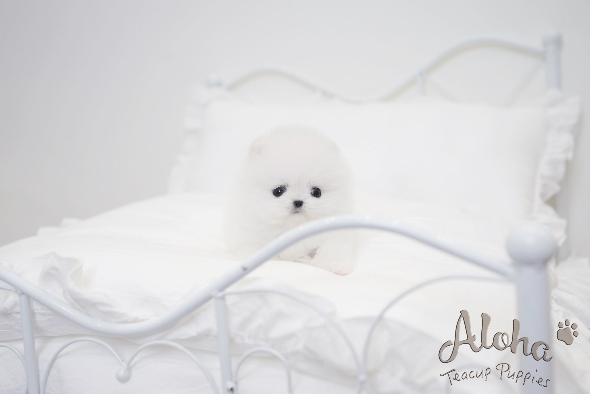Angela [TEACUP POMERANIAN]