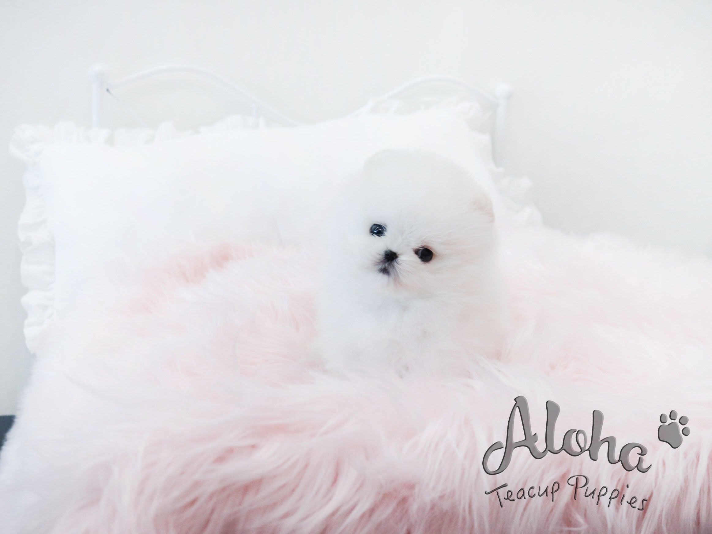 Mary [TEACUP POMERANIAN]