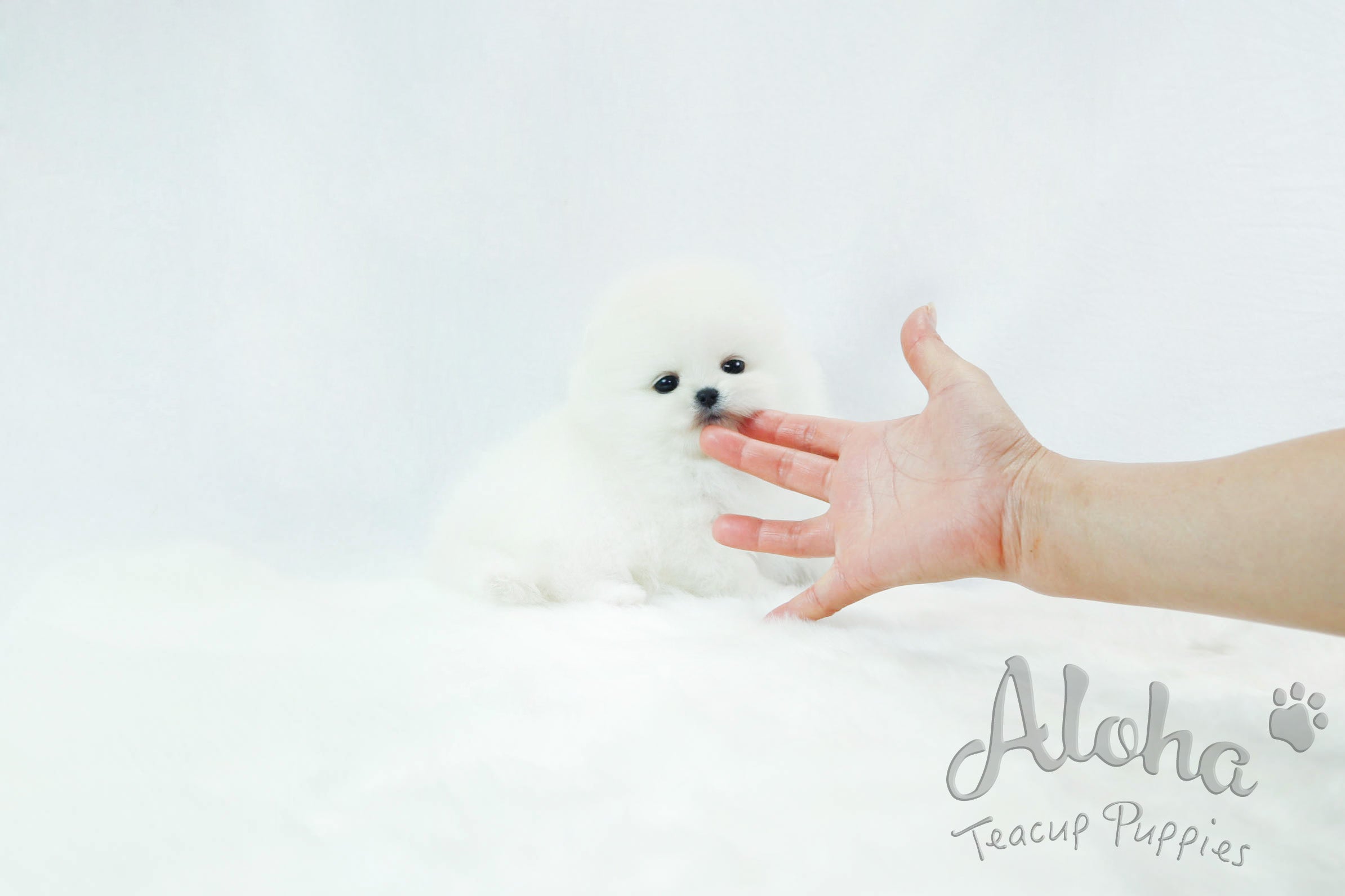 Sold to Misti, Marshmallow [Teacup Pomeranian]