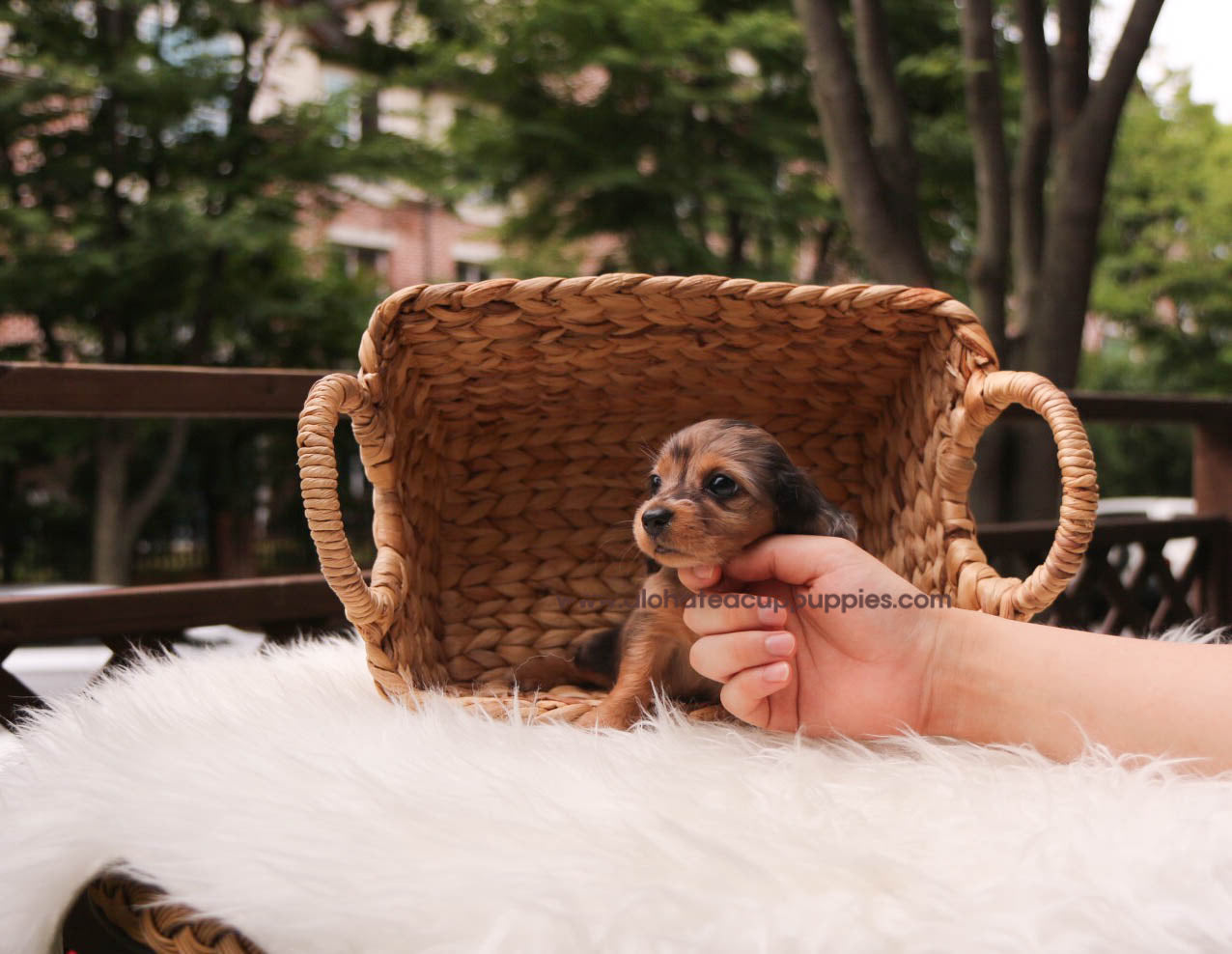 Ashley - [Dachshund]