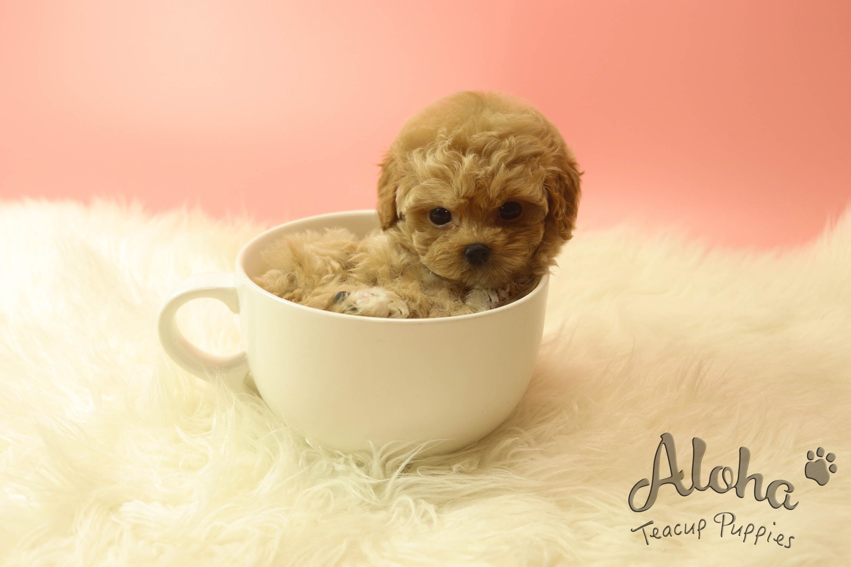 IZZY [TEACUP MALTIPOO]