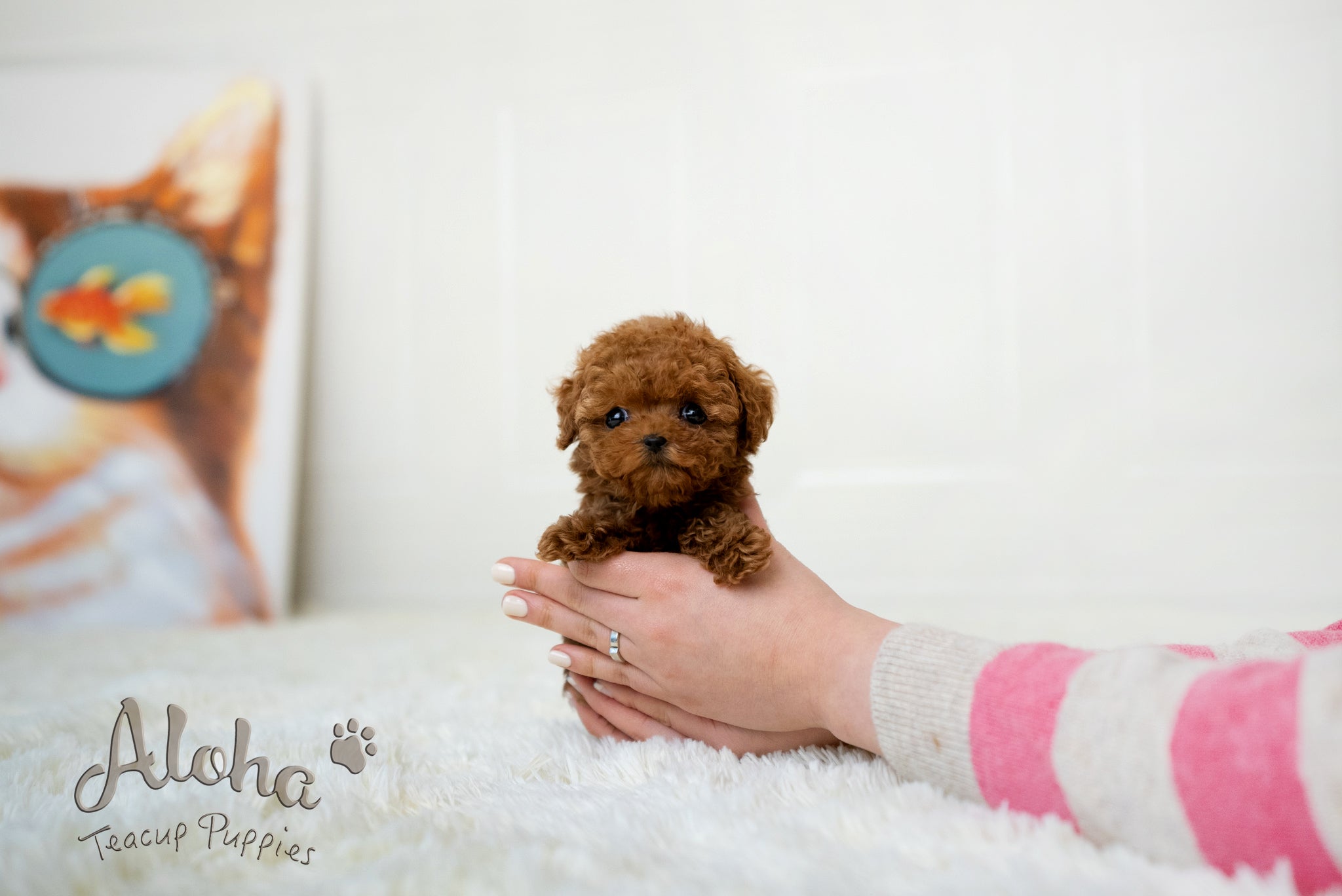 Lina [TEACUP POODLE]
