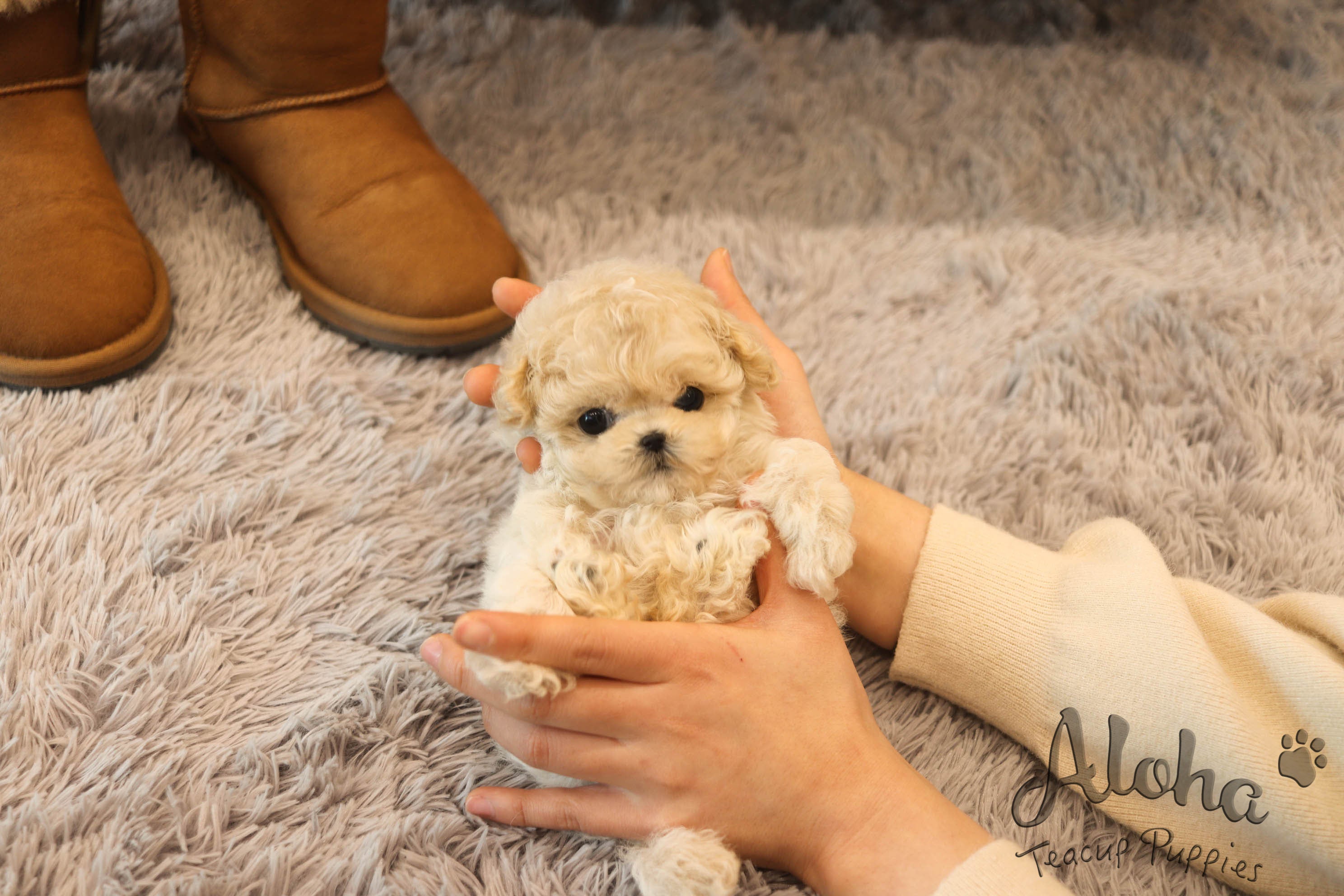 Jelly [TEACUP MALTIPOO]