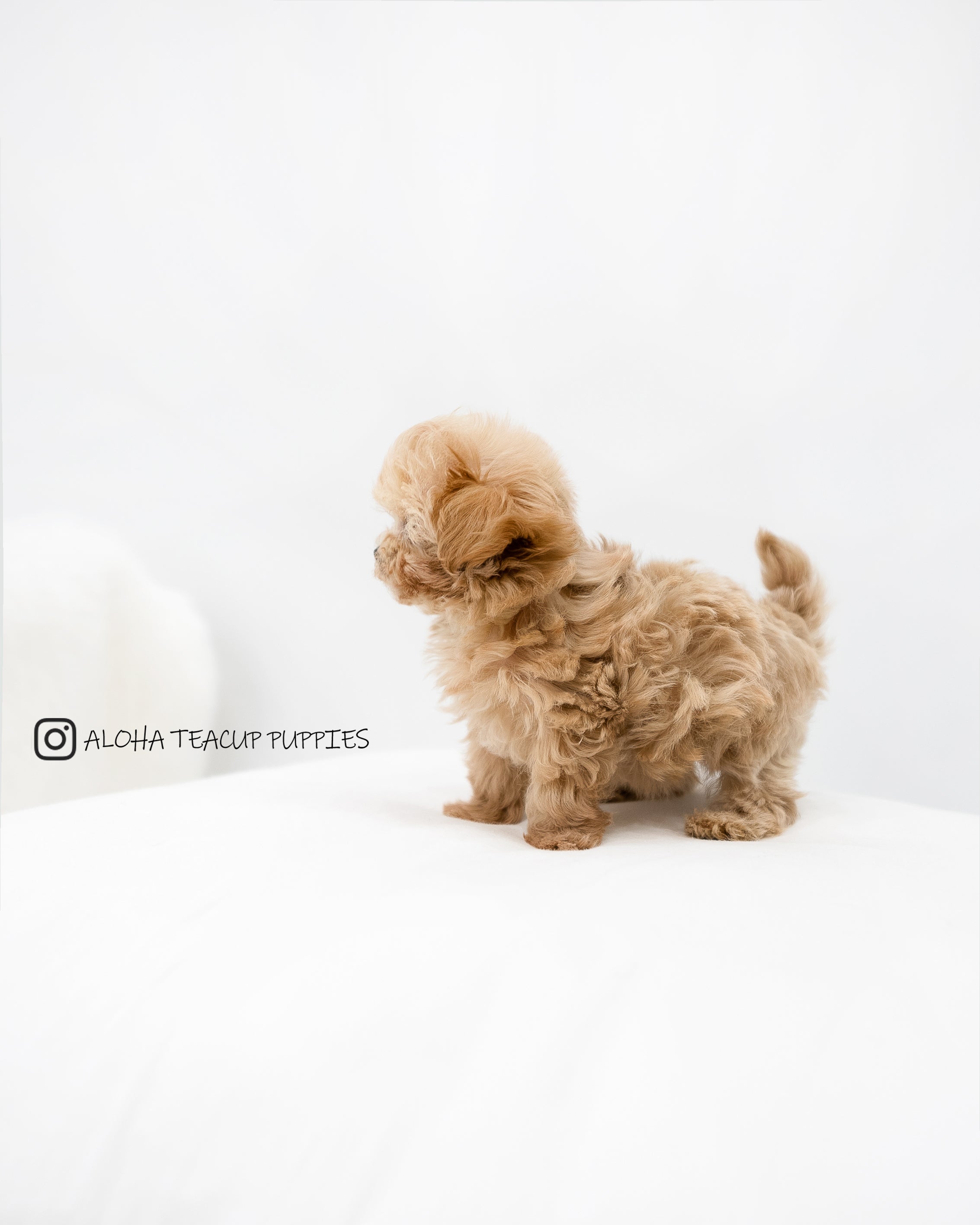 Dorothy [TEACUP MALTIPOO]