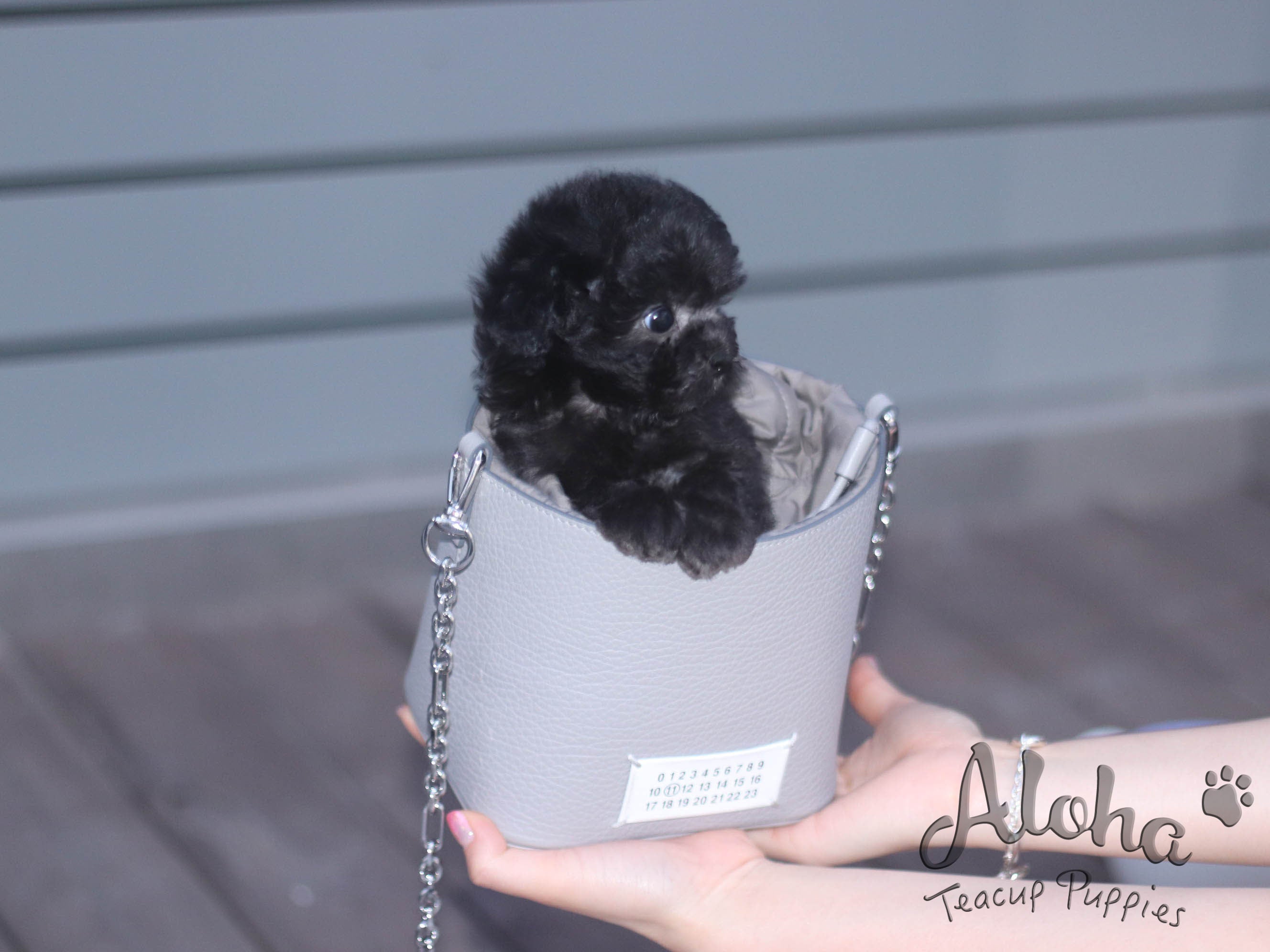 RUBY [TEACUP POODLE]