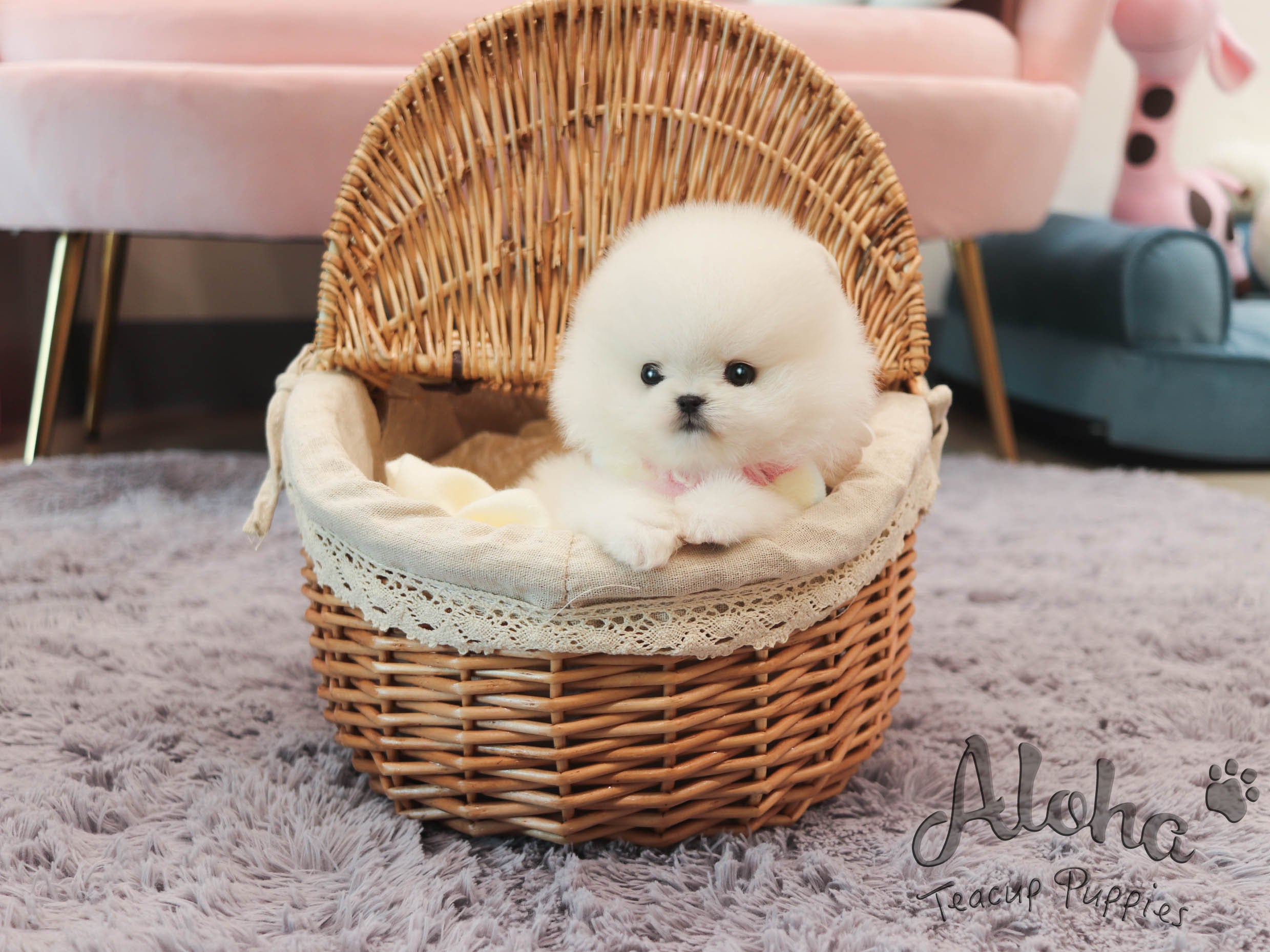 cloud [TEACUP POMERANIAN]
