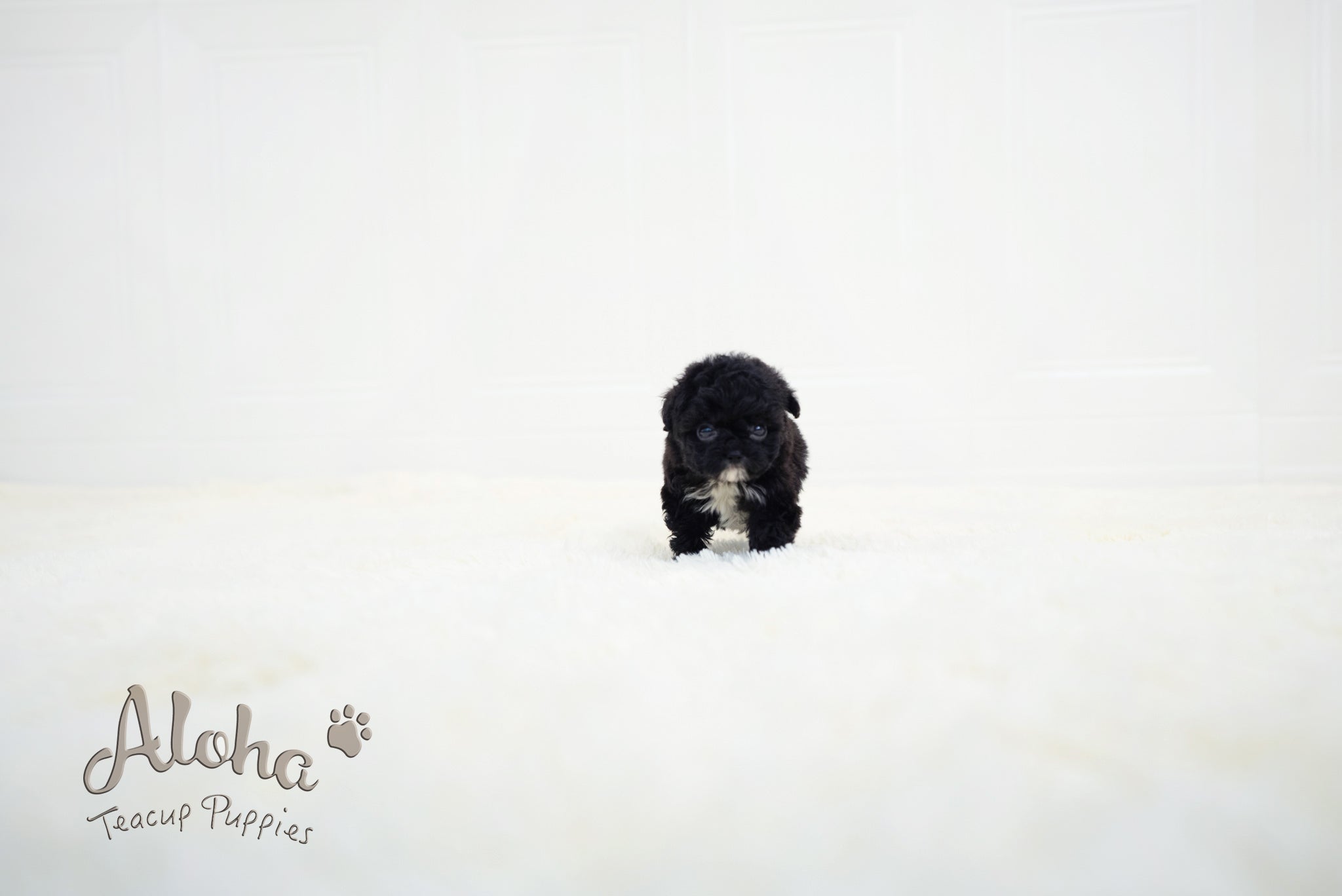 Becca [TEACUP POODLE]