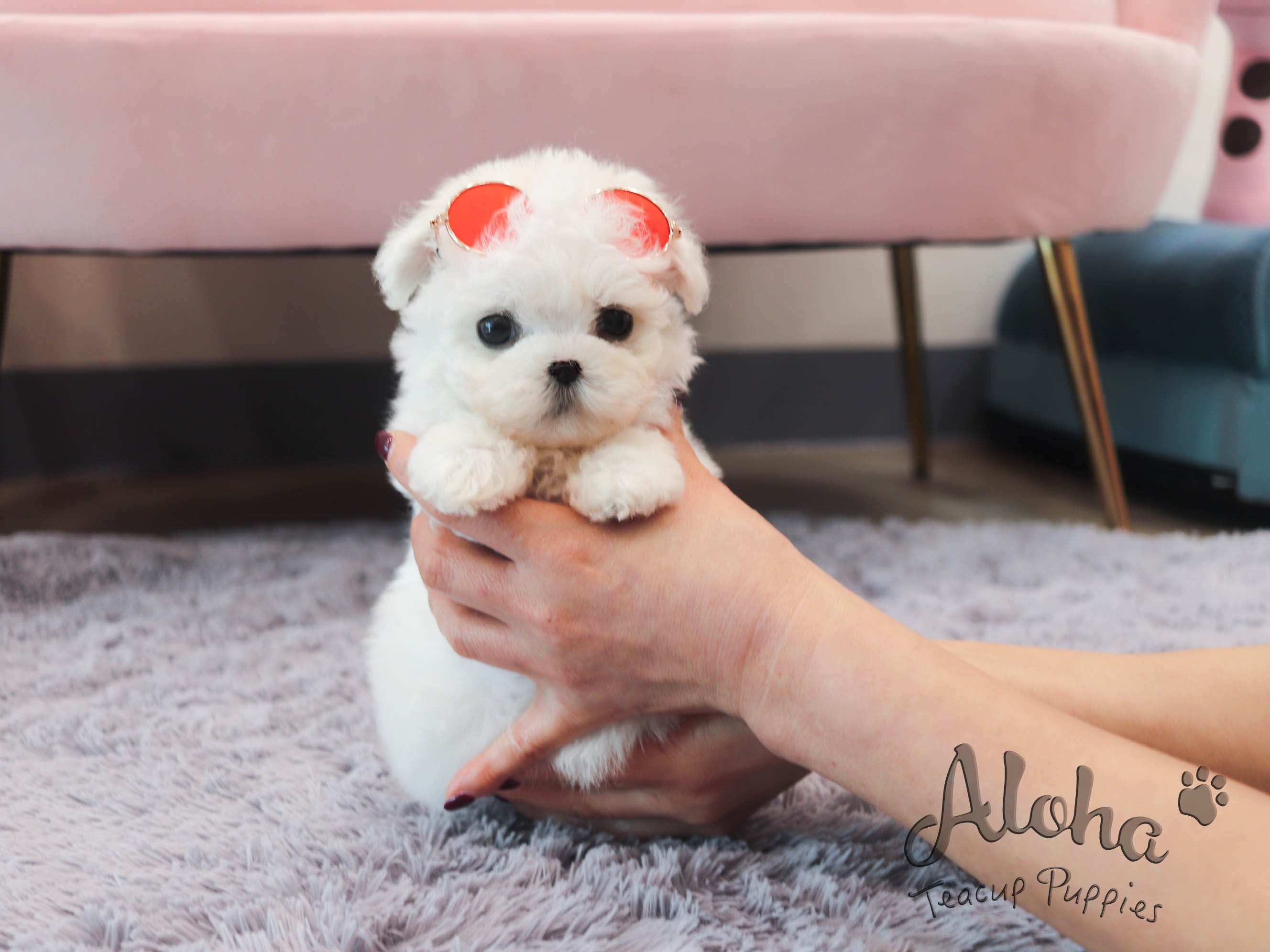 Sandy [TEACUP BICHON]