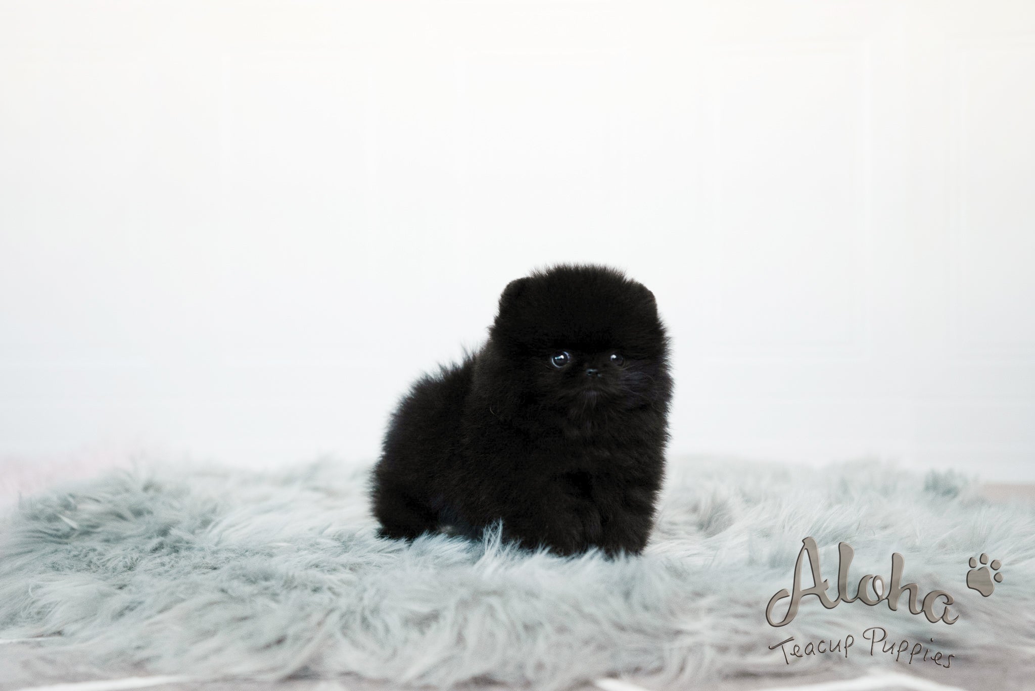 Audrey [TEACUP POMERANIAN]
