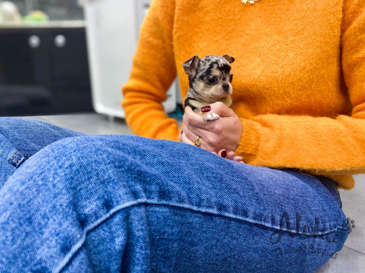 Aventador [TEACUP Chihuahua]