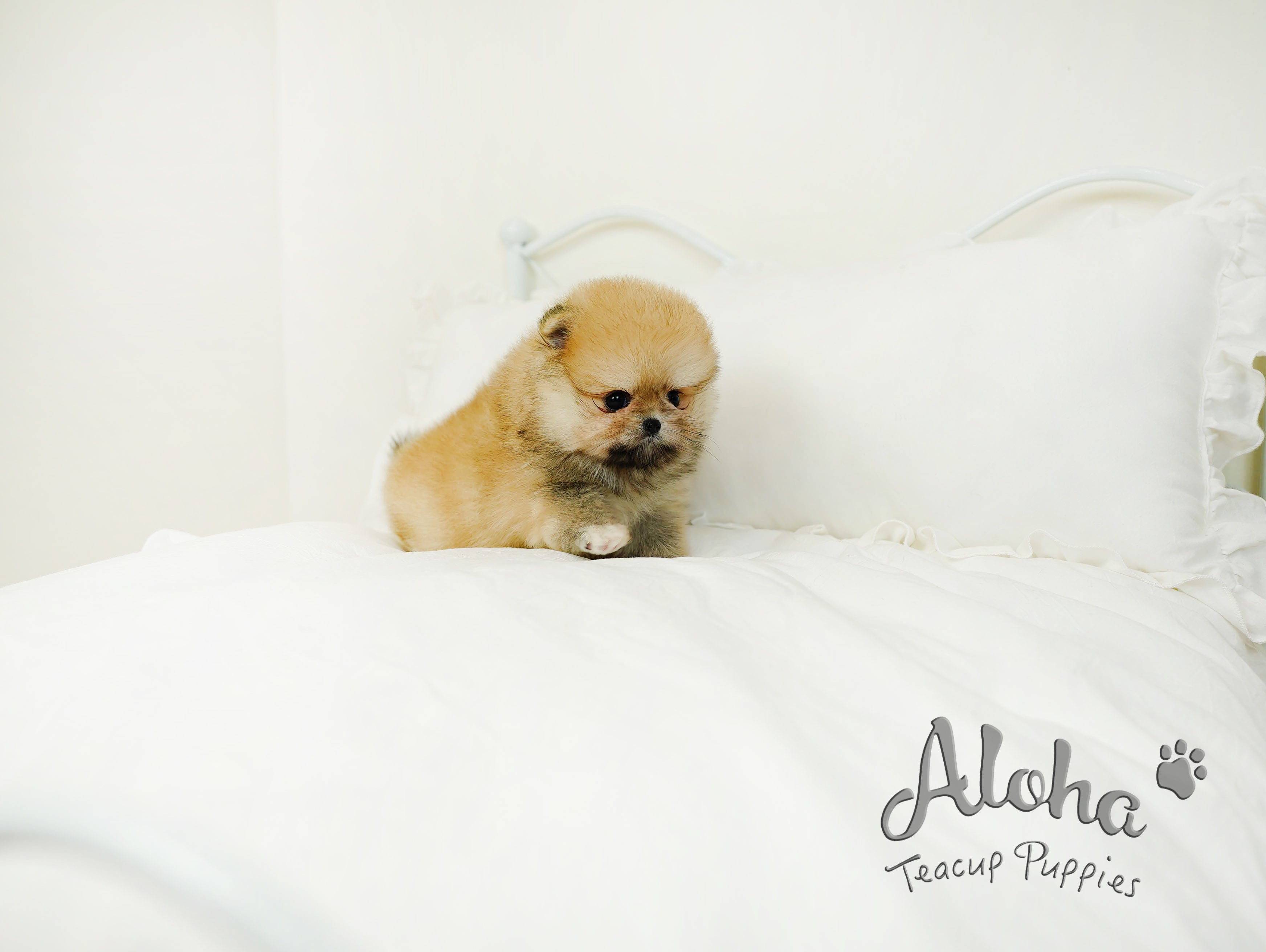 Brownie [TEACUP POMERANIAN]
