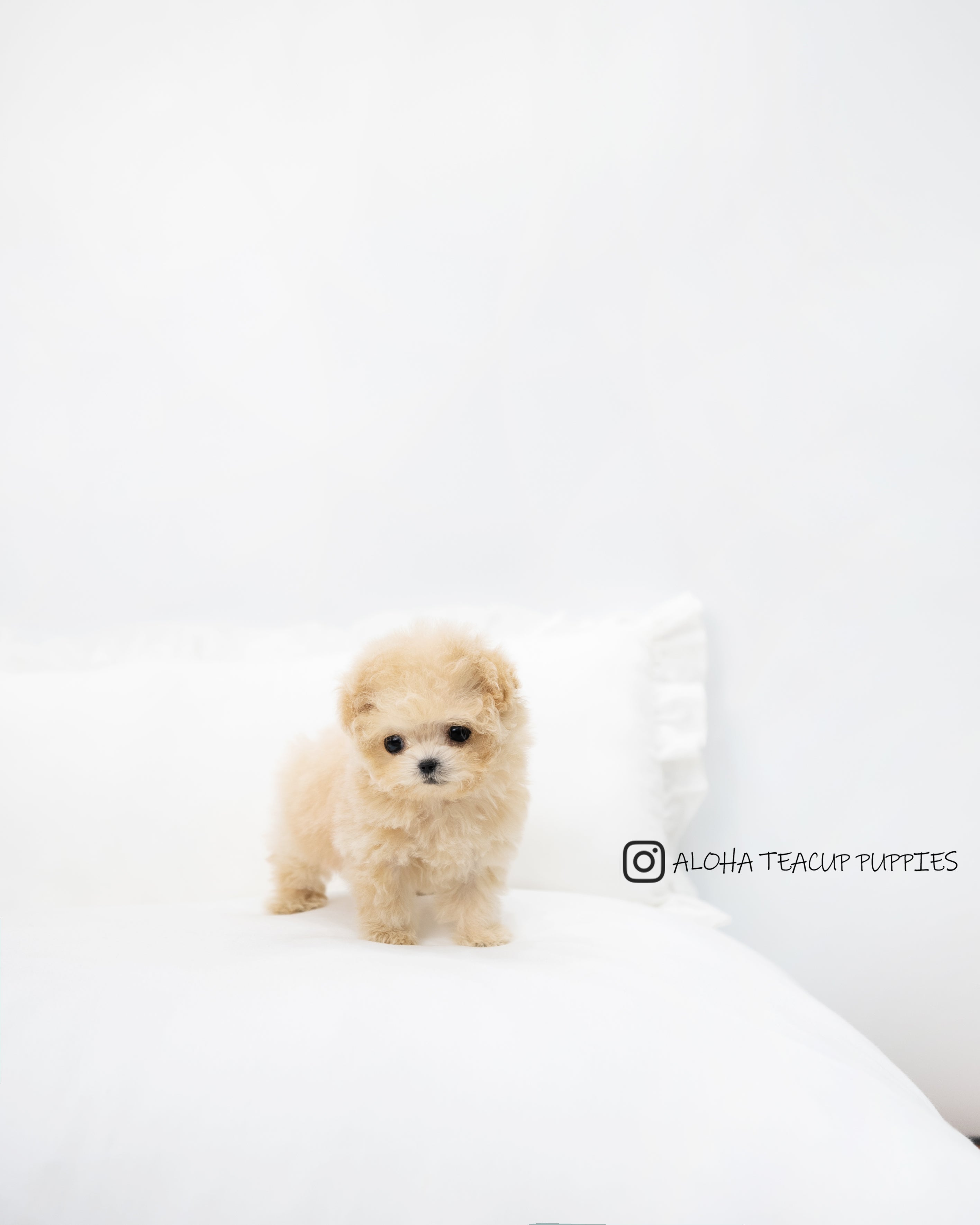 Teddy [TEACUP POODLE]