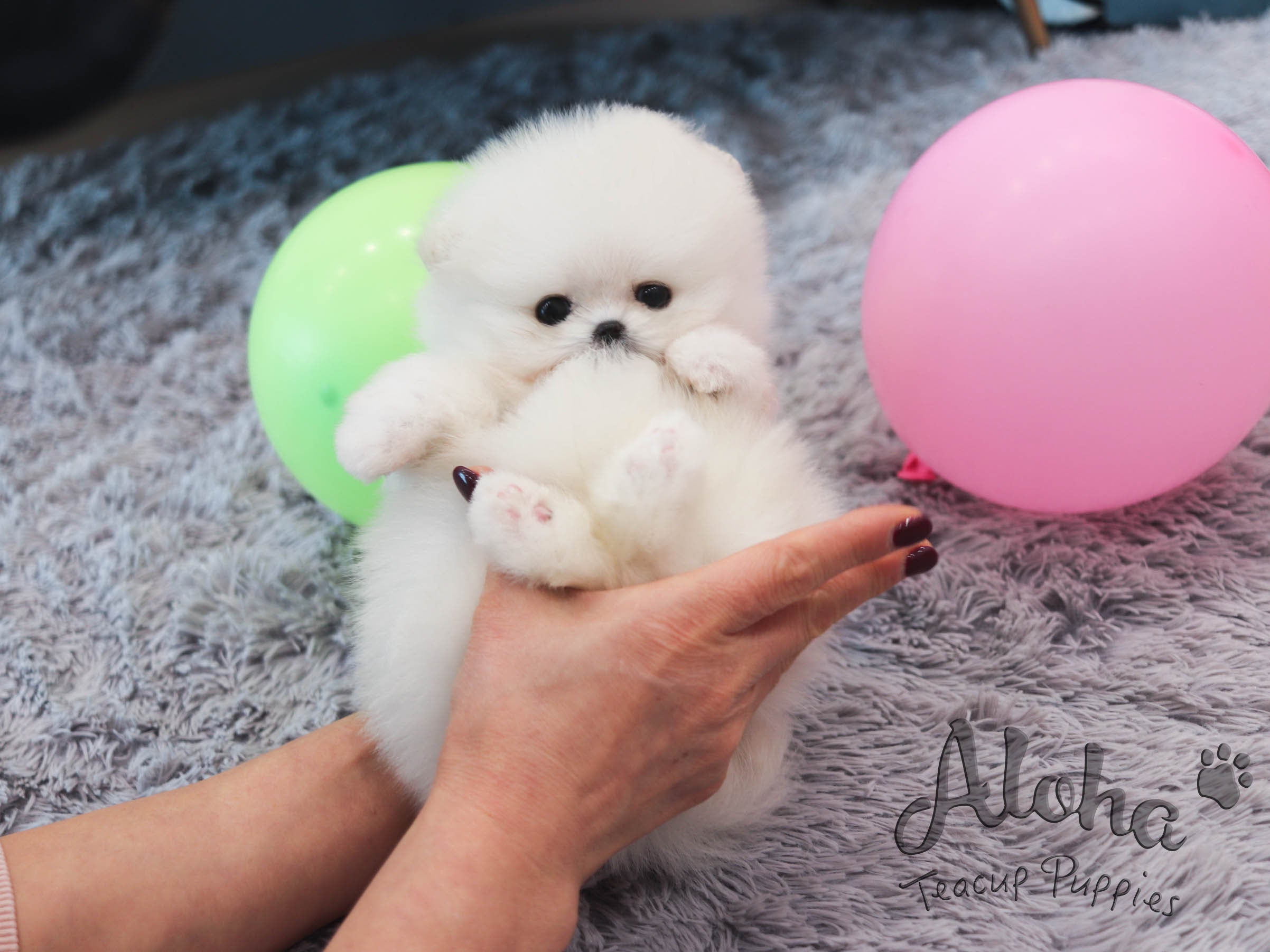 Ava [TEACUP POMERANIAN]