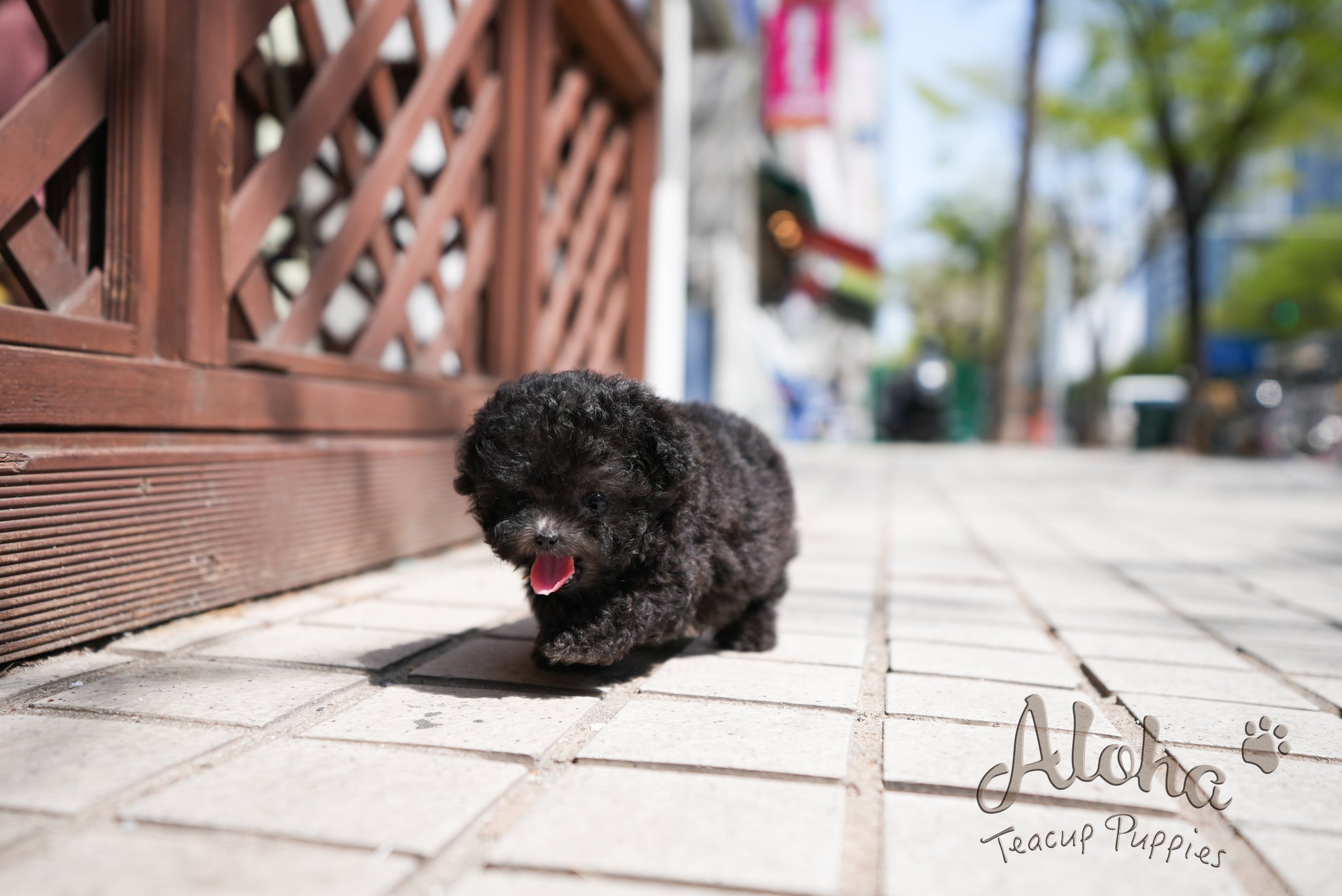 Caleb [TEACUP POODLE]