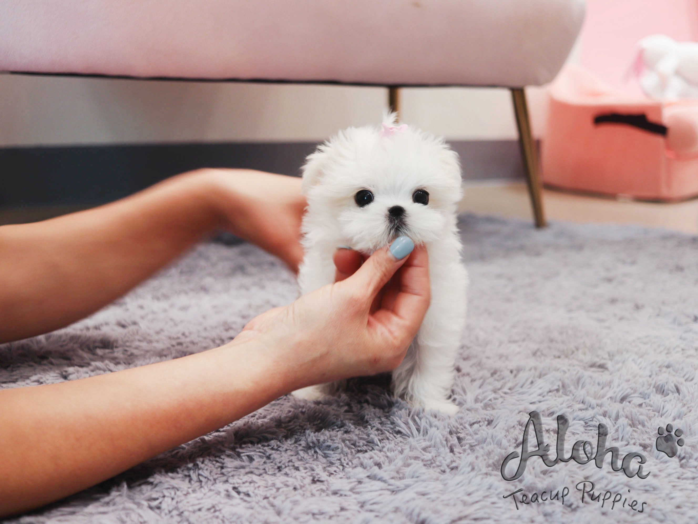 Anna [TEACUP MALTESE]