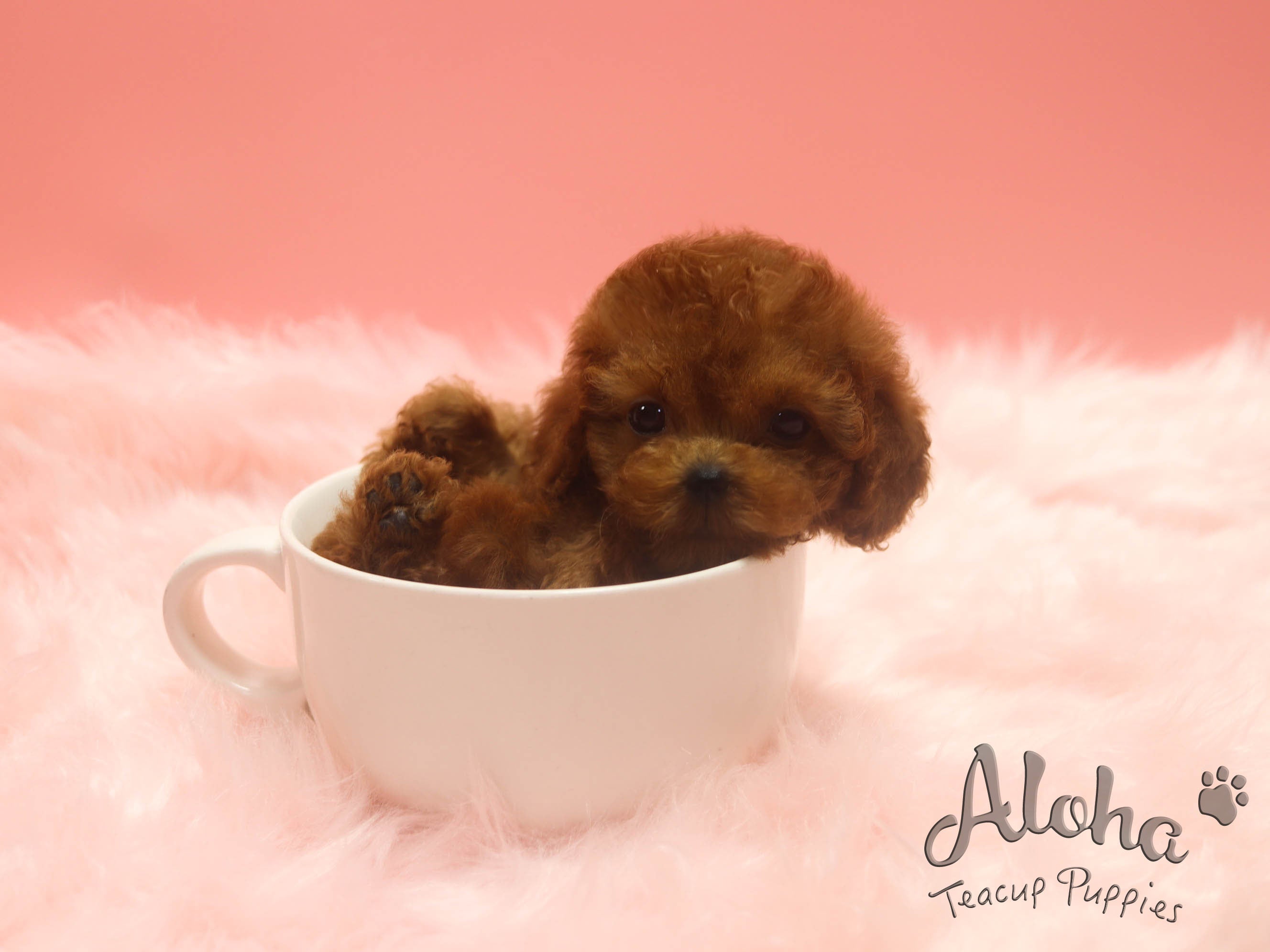 Kona [TEACUP POODLE]