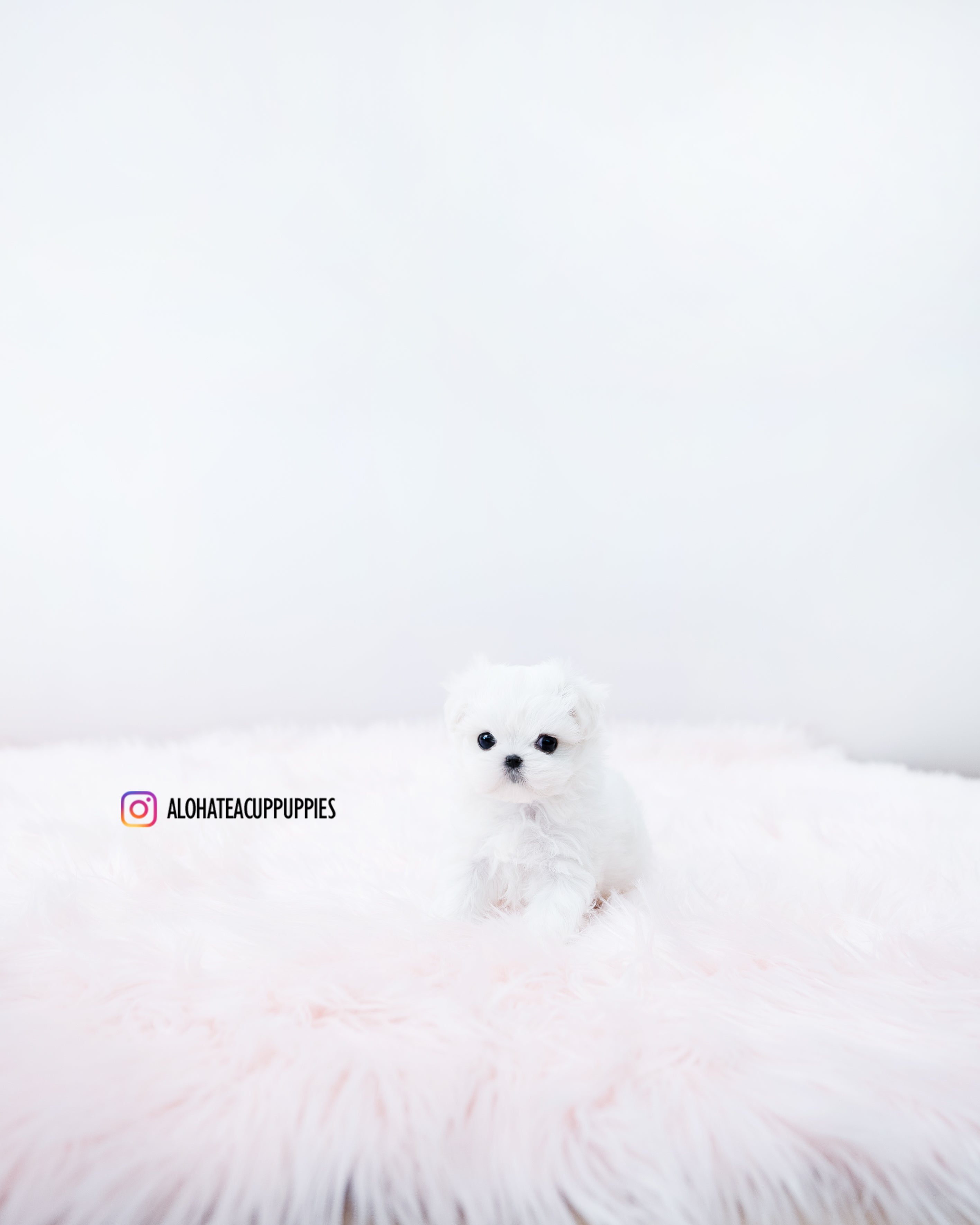 Clara [TEACUP MALTESE]