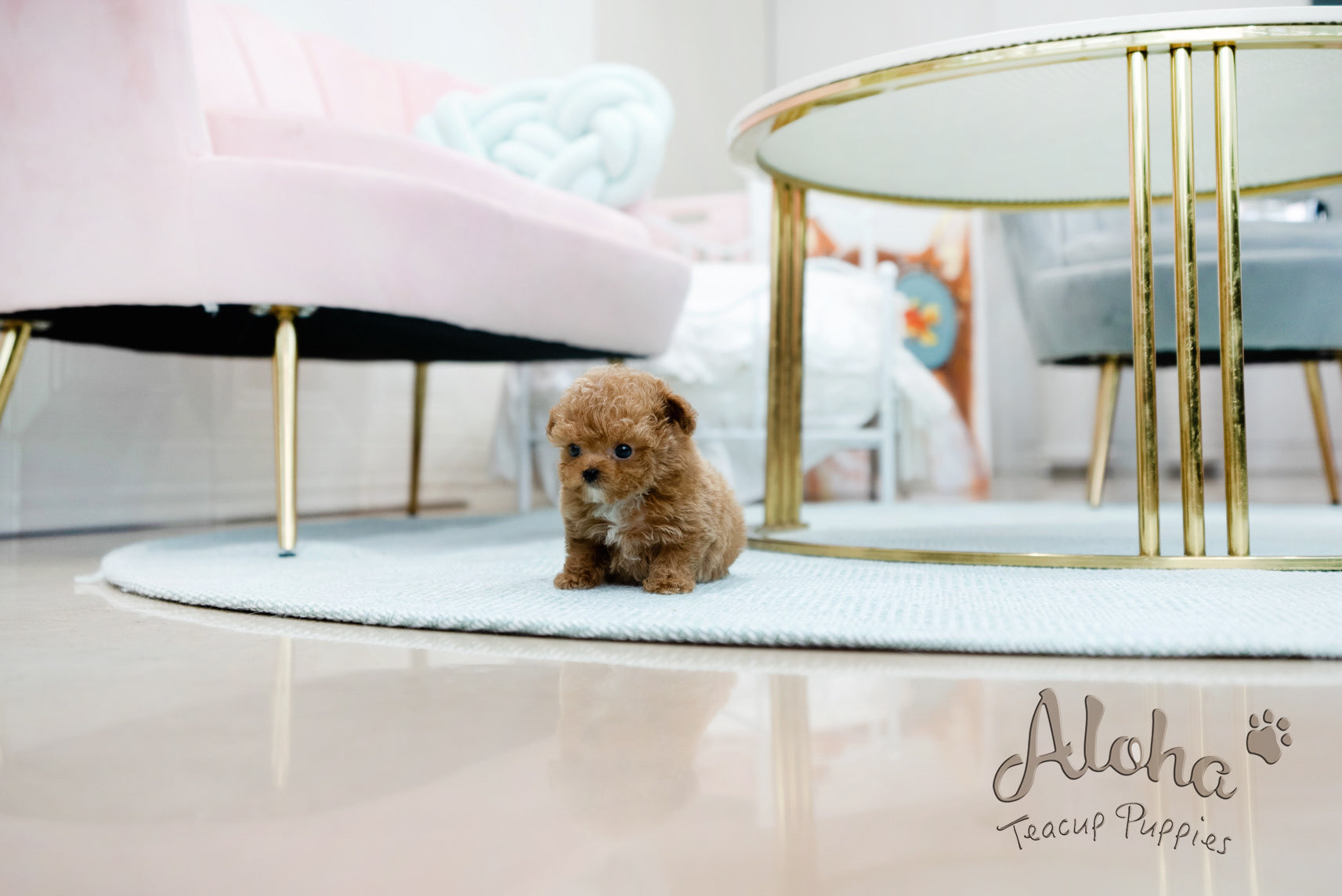 Peanut [TEACUP POODLE]