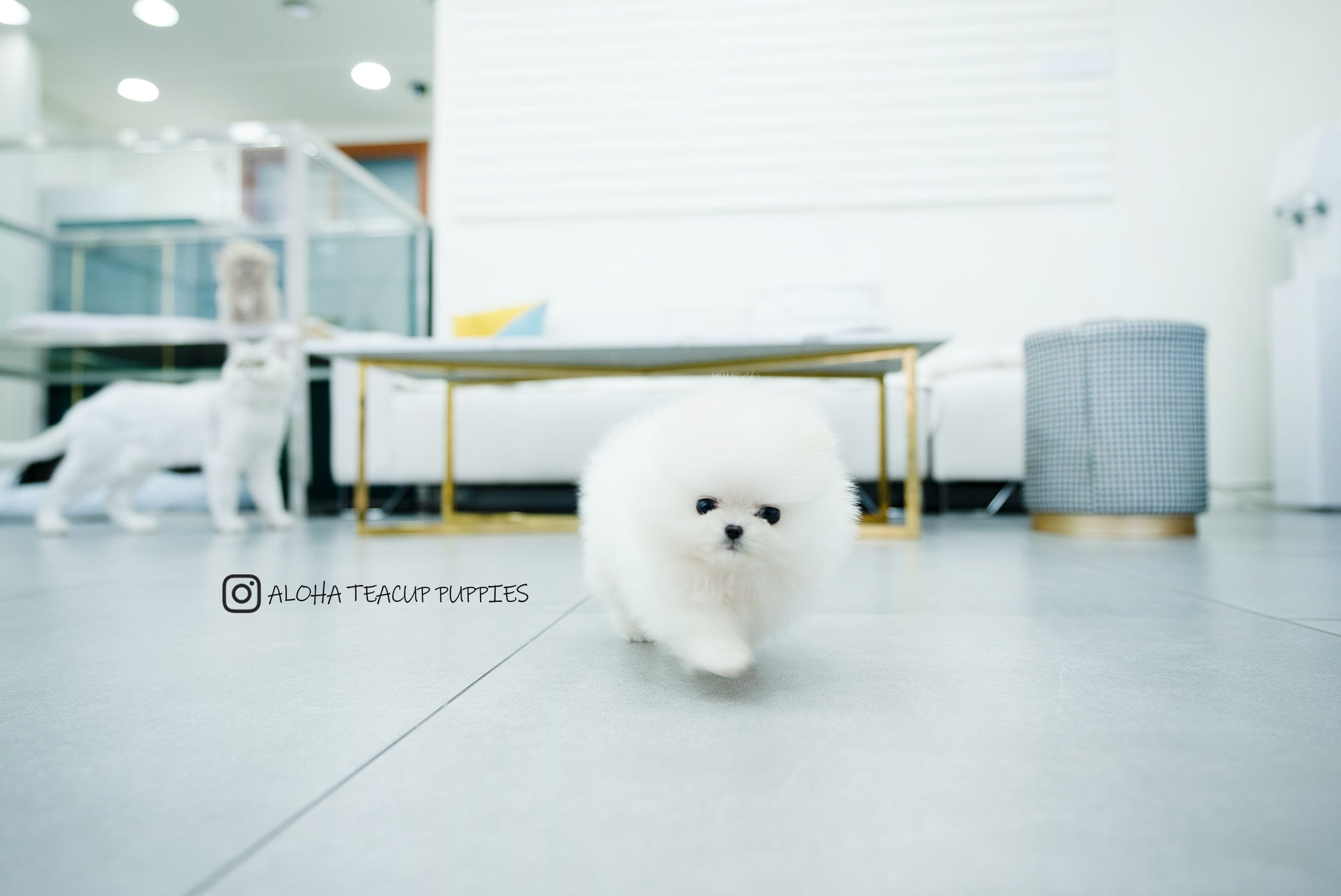 Bono [TEACUP POMERANIAN]
