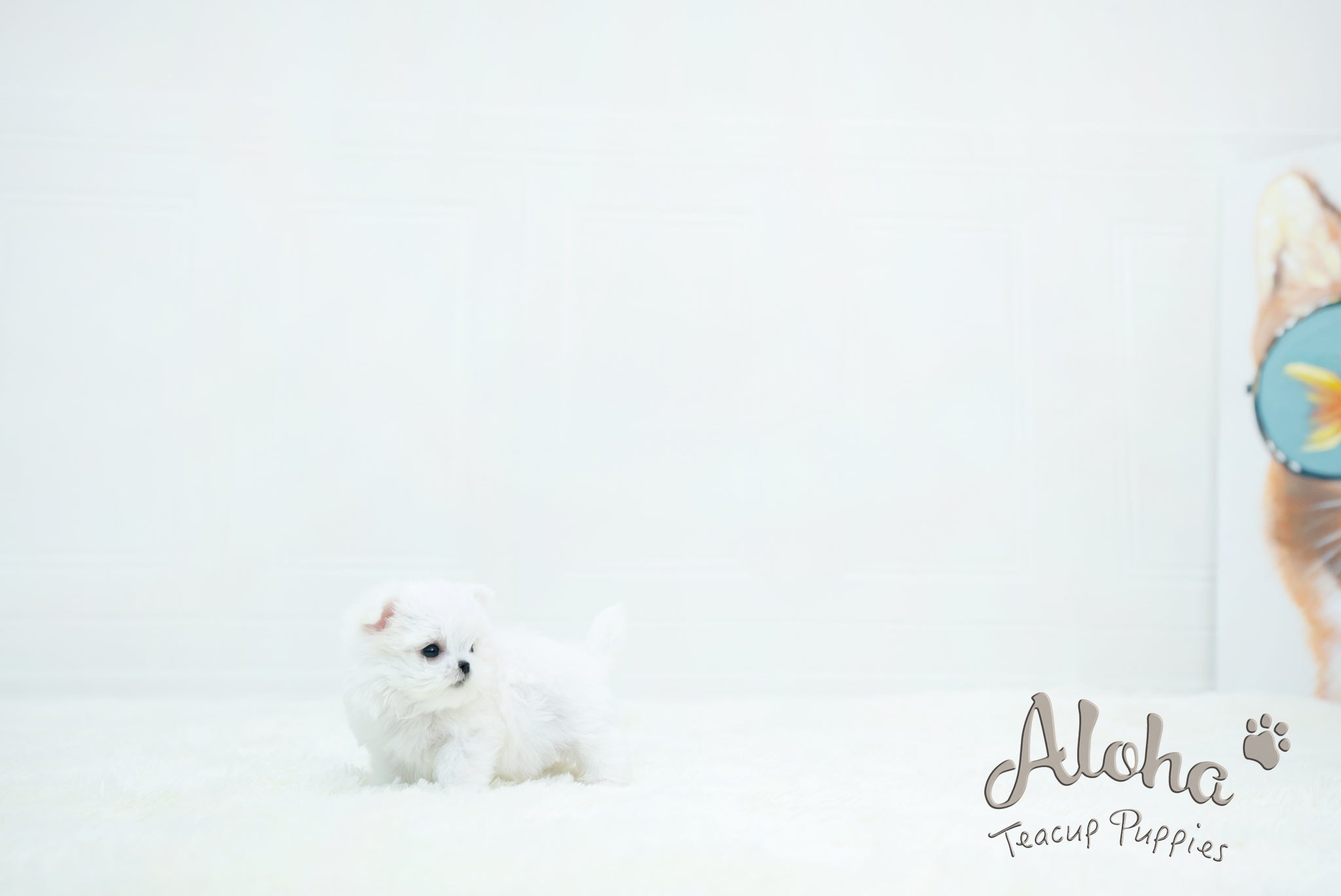 Chloe [TEACUP MALTESE]